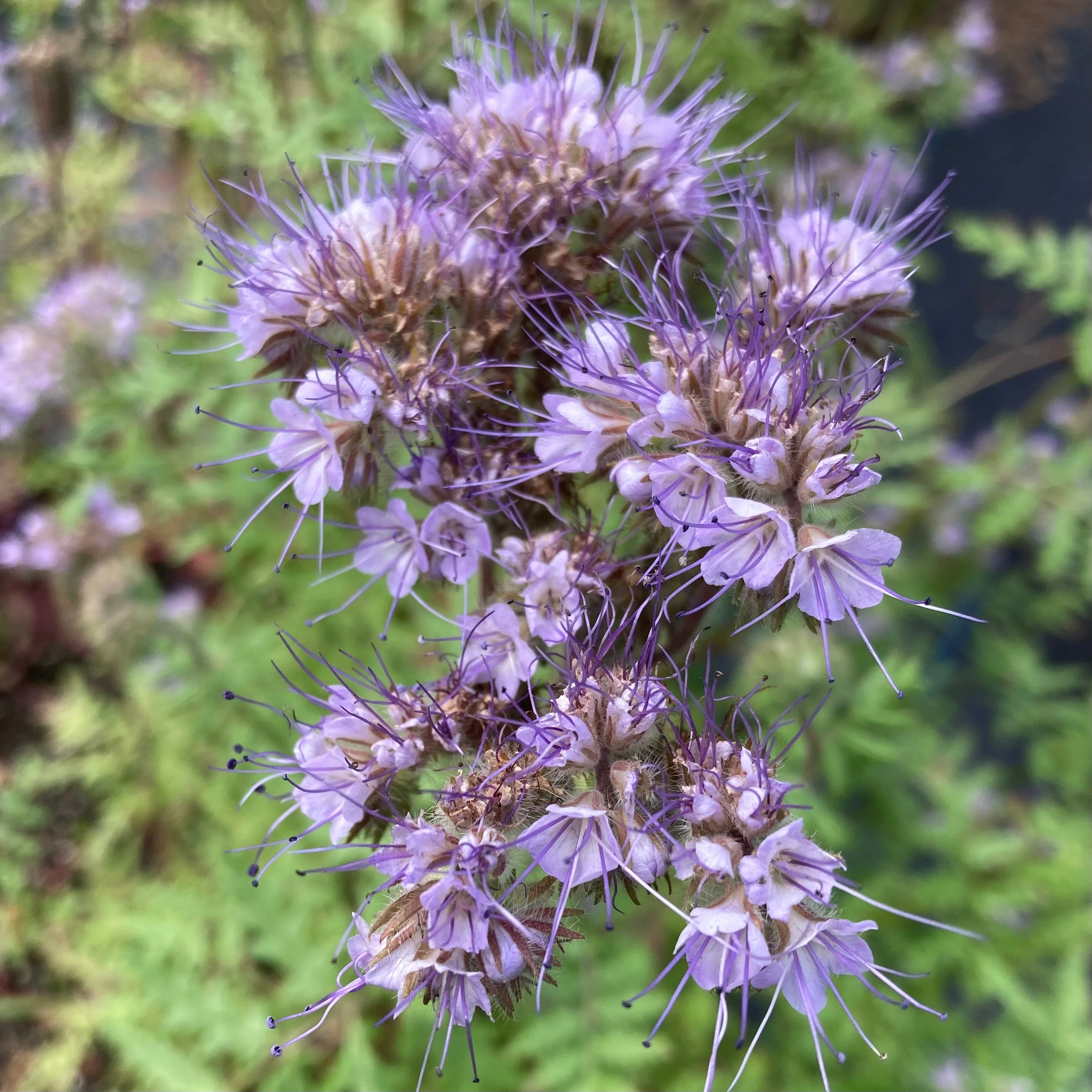 Bee's Friend Phacelia (Phacelia tanacetifolia) - Image 2