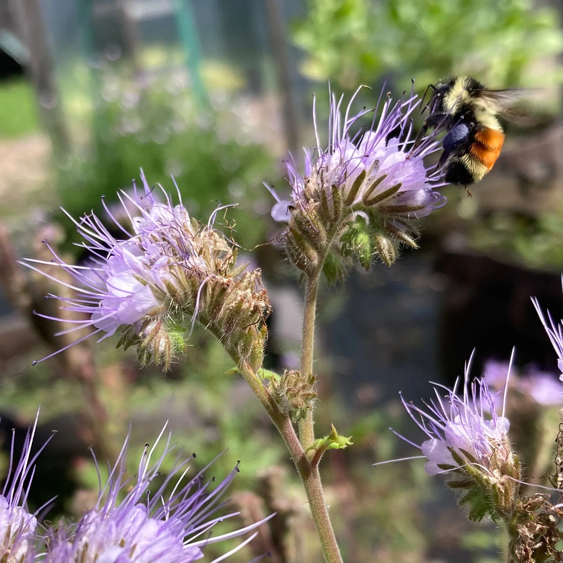 Bee's Friend Phacelia (Phacelia tanacetifolia) - Image 3