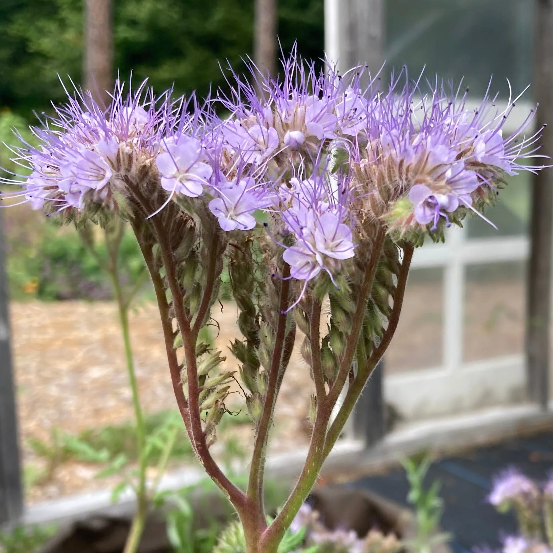 Bee's Friend Phacelia (Phacelia tanacetifolia) - Image 4