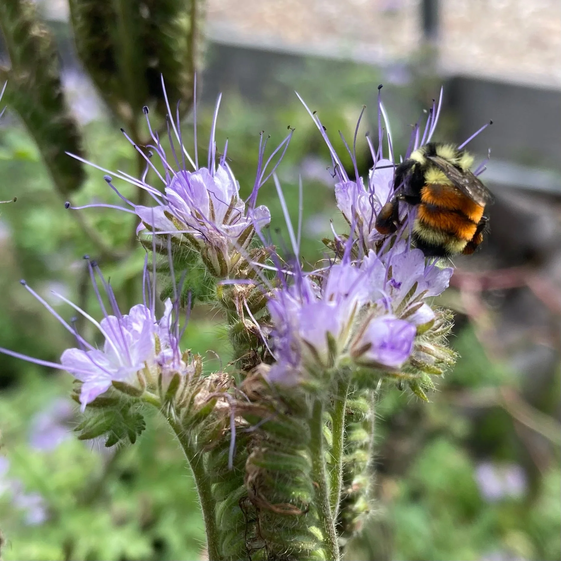 Bee's Friend Phacelia (Phacelia tanacetifolia) - Image 5