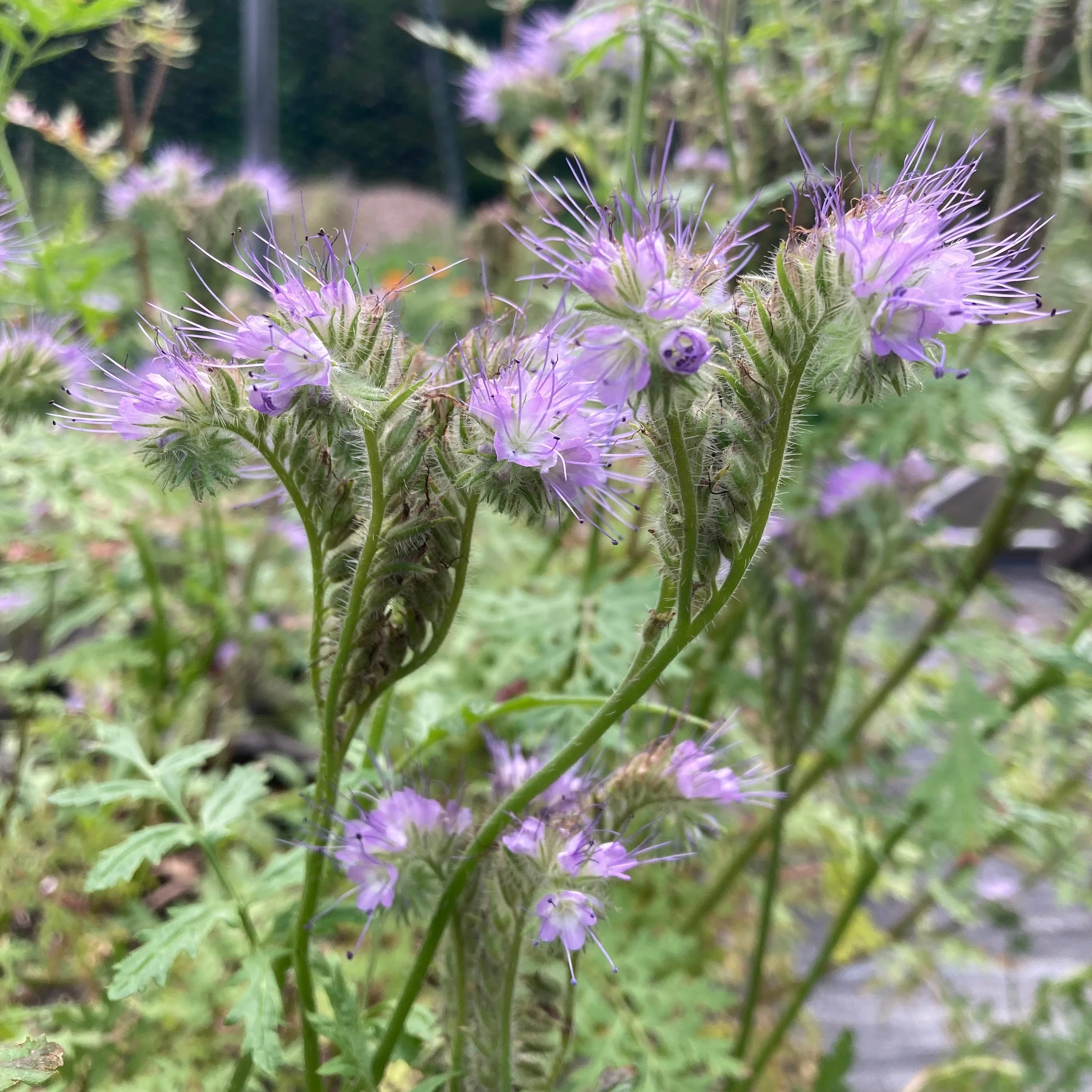 Bee's Friend Phacelia (Phacelia tanacetifolia) - Image 6
