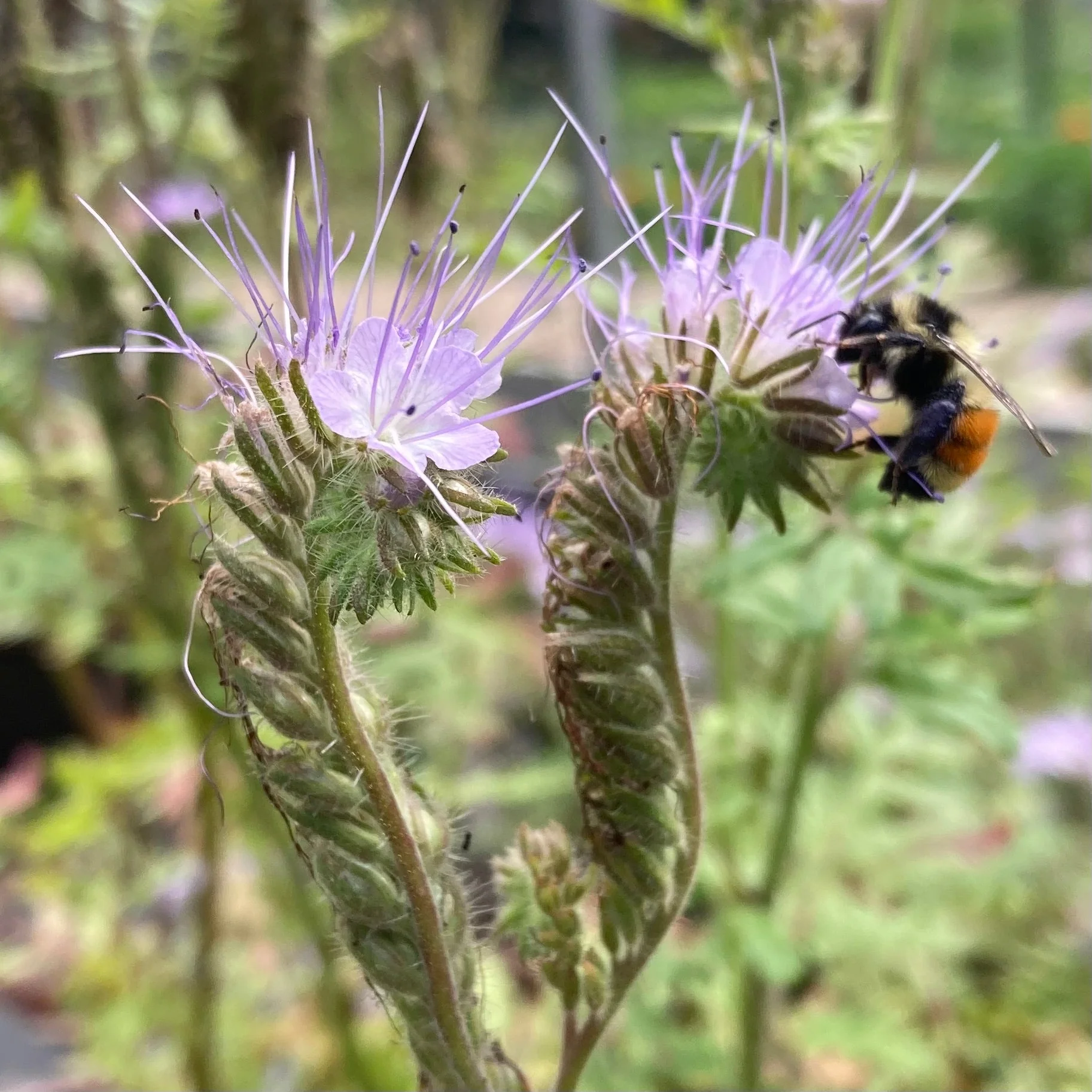 Bee's Friend Phacelia (Phacelia tanacetifolia) - Image 7