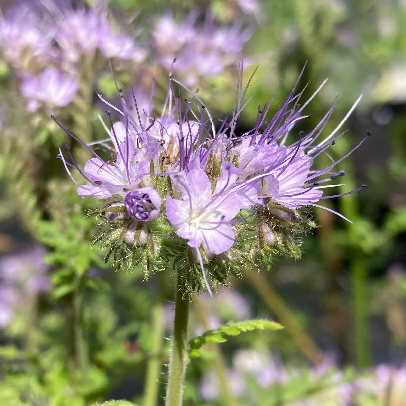 Bee's Friend Phacelia (Phacelia tanacetifolia) - Image 8