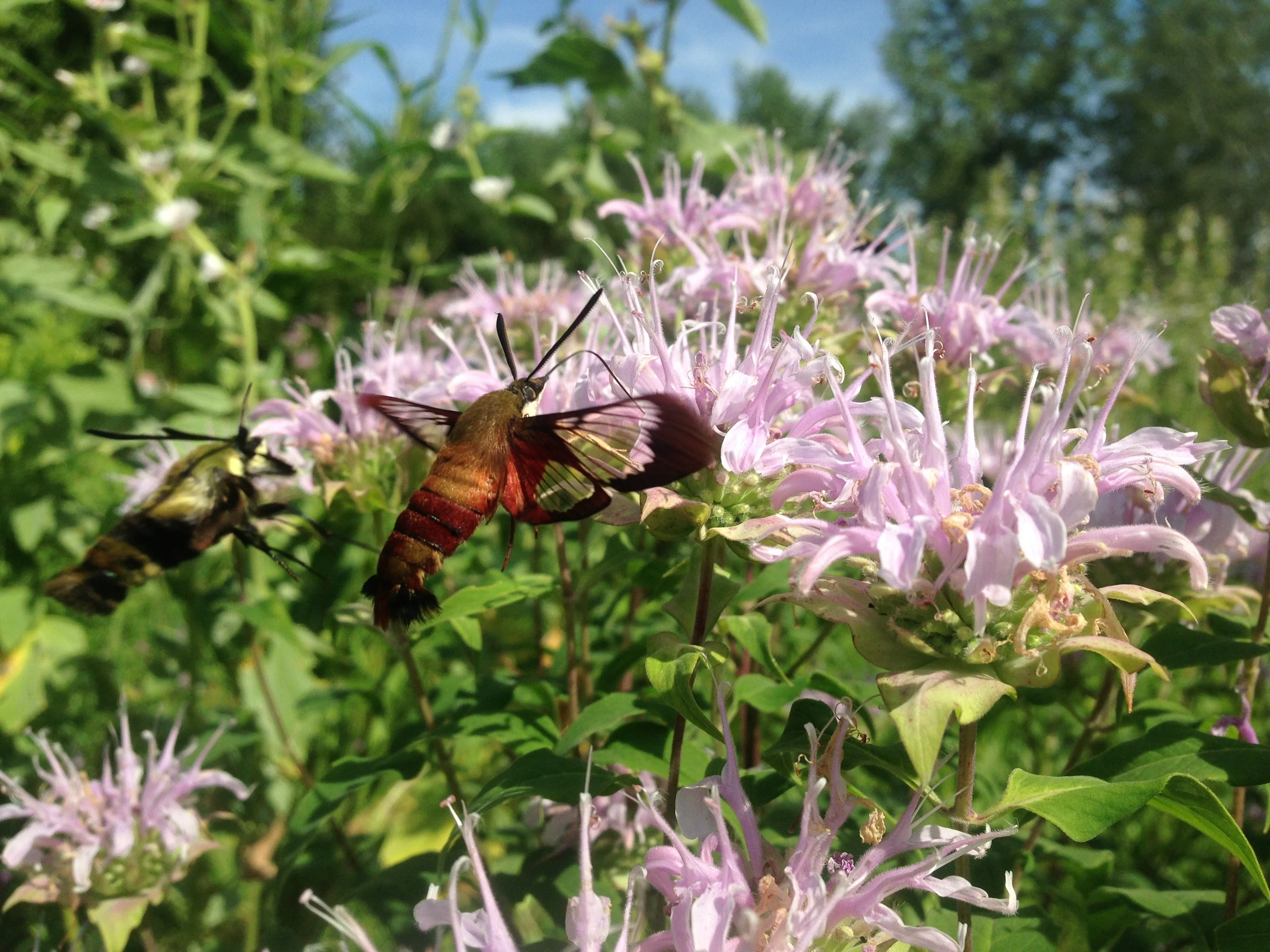 Bergamot, Lavender (Monarda fistulosa) - Image 3