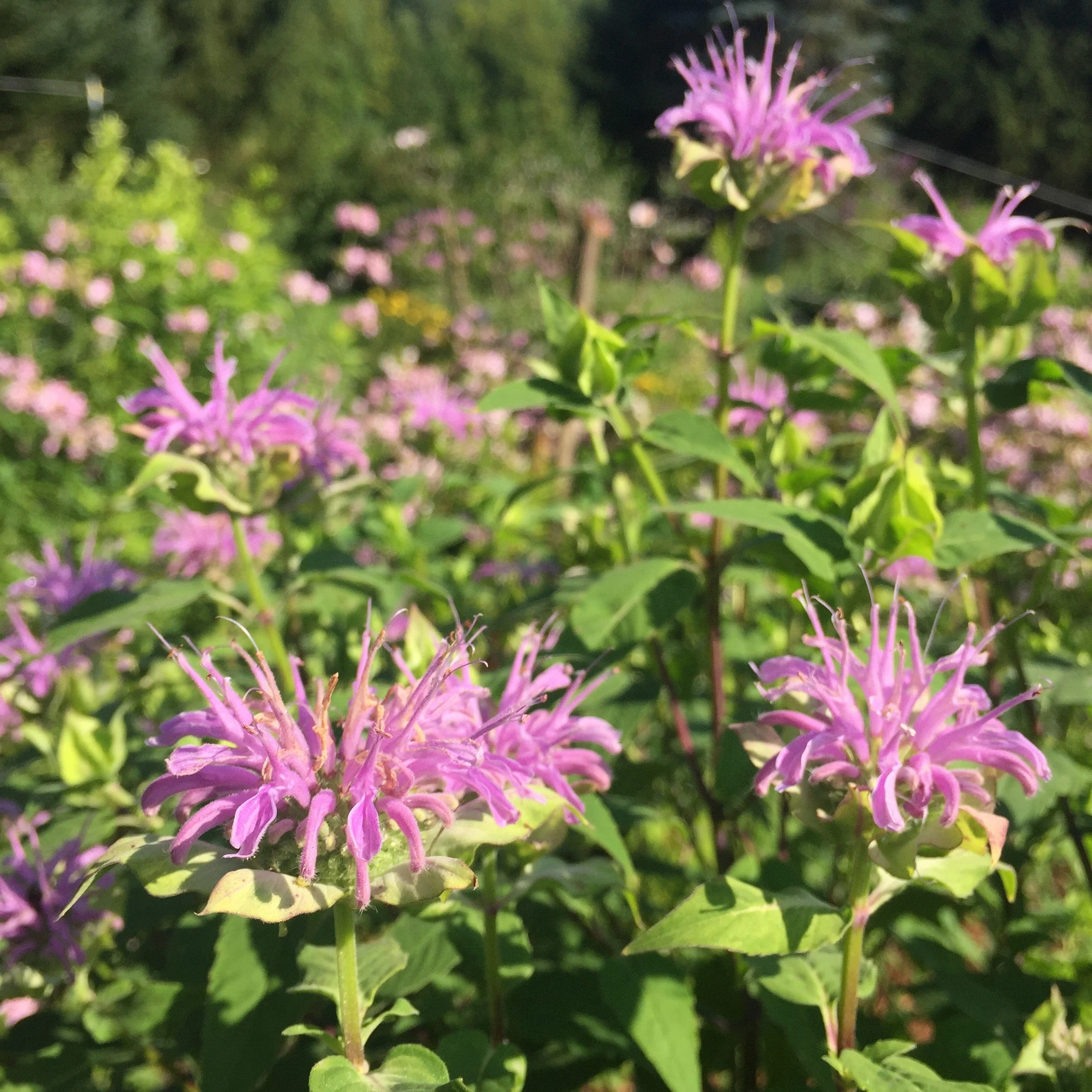 Bergamot, Lavender (Monarda fistulosa) - Image 4
