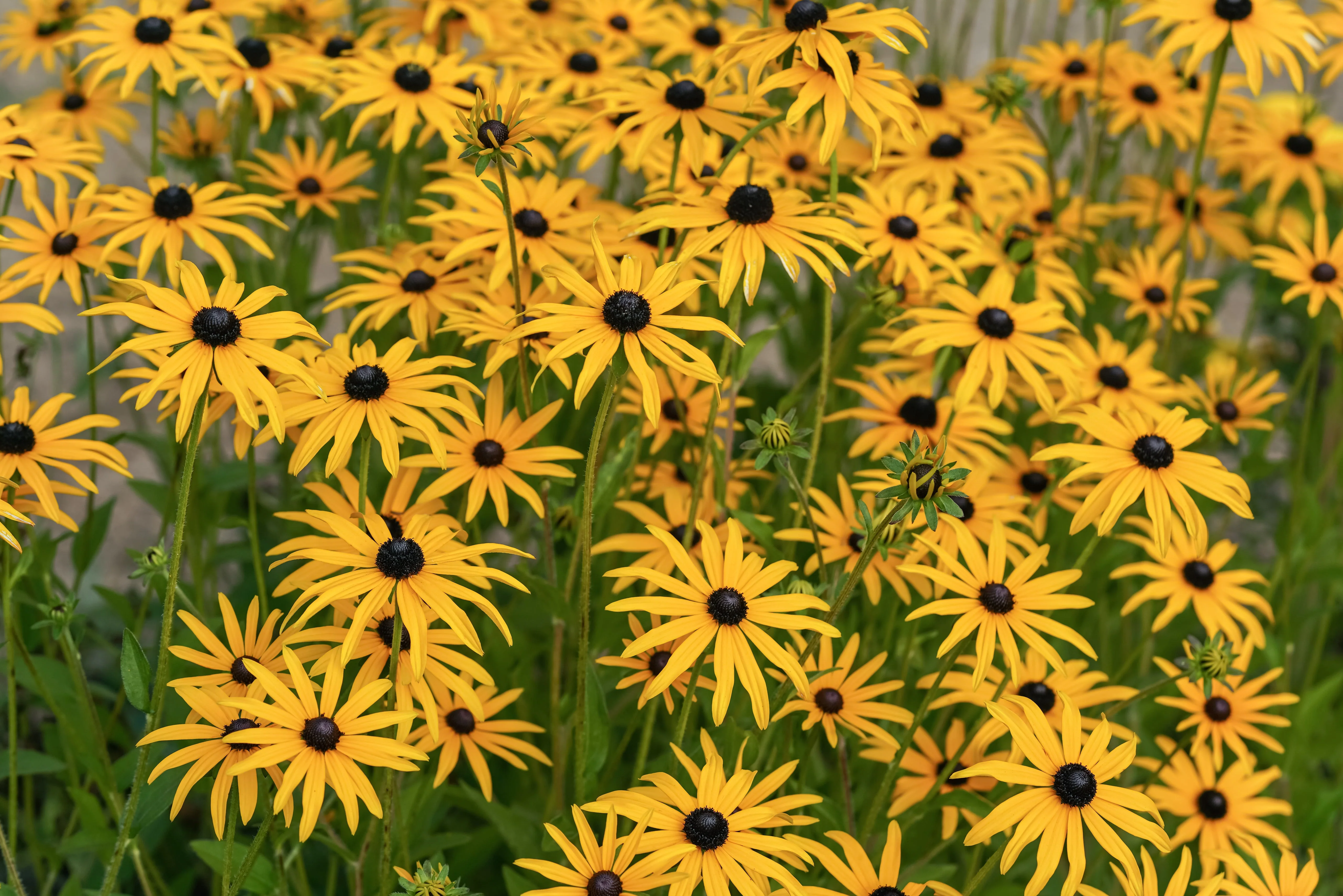 Black-Eyed Susan, Sweet (Rudbeckia subtomentosa) - Image 2