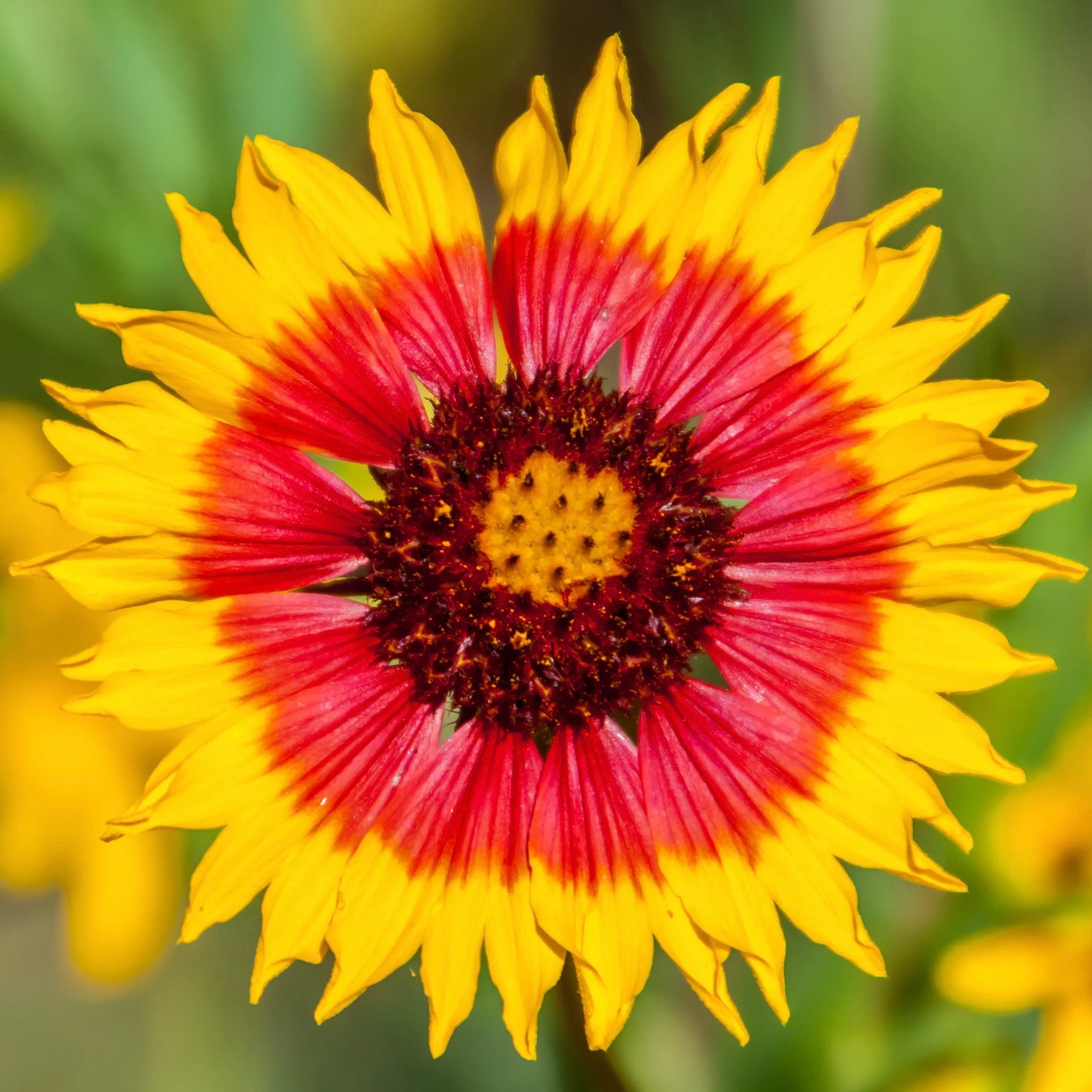 Blanket Flower aka Gaillardia (Gaillardia pulchella)