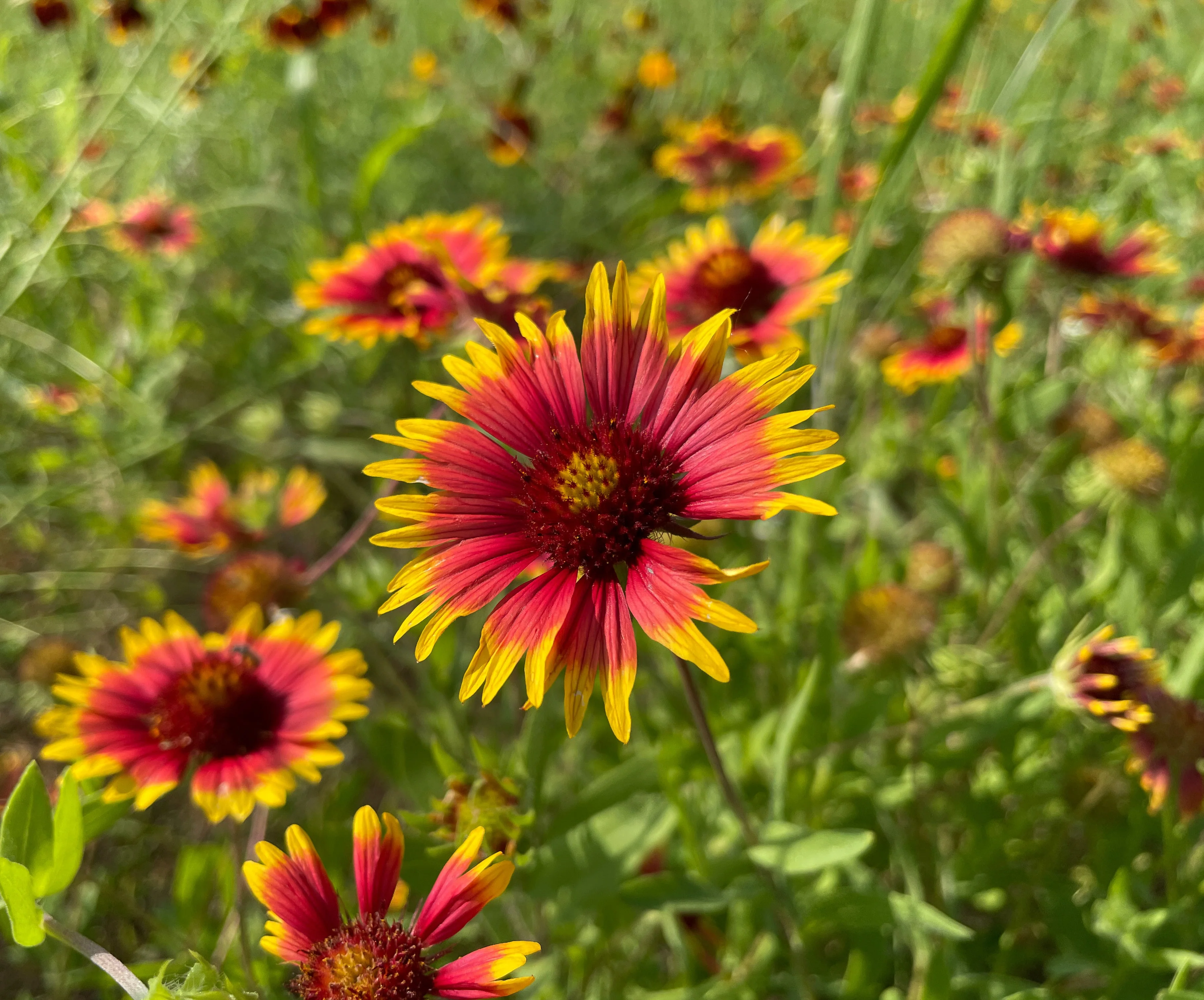 Blanket Flower aka Gaillardia (Gaillardia pulchella) - Image 2