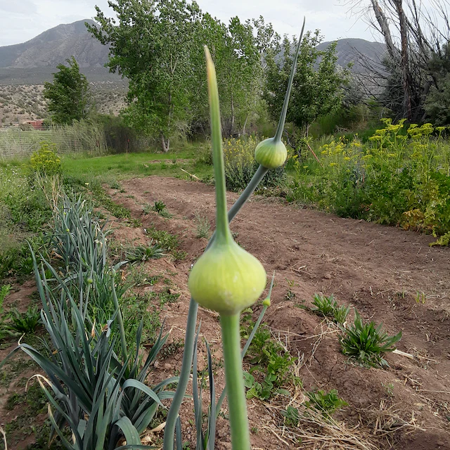 Blaugrüner x Lilly's Leeks - Image 4