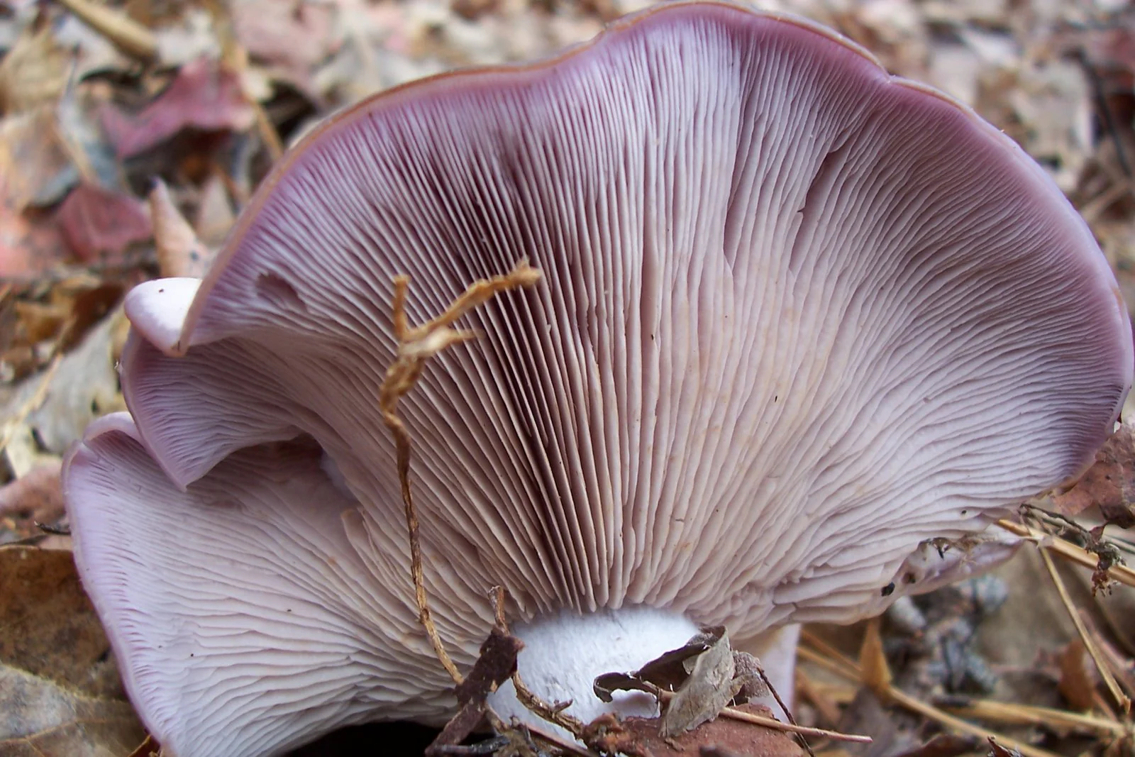 Blewit Sawdust Spawn