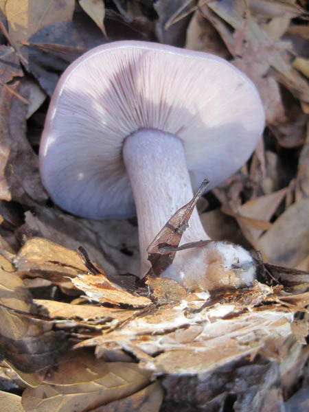 Blewit Sawdust Spawn - Image 2
