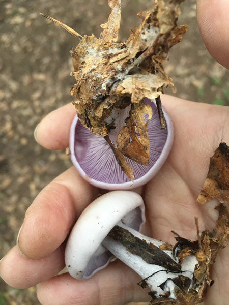 Blewit Sawdust Spawn - Image 3