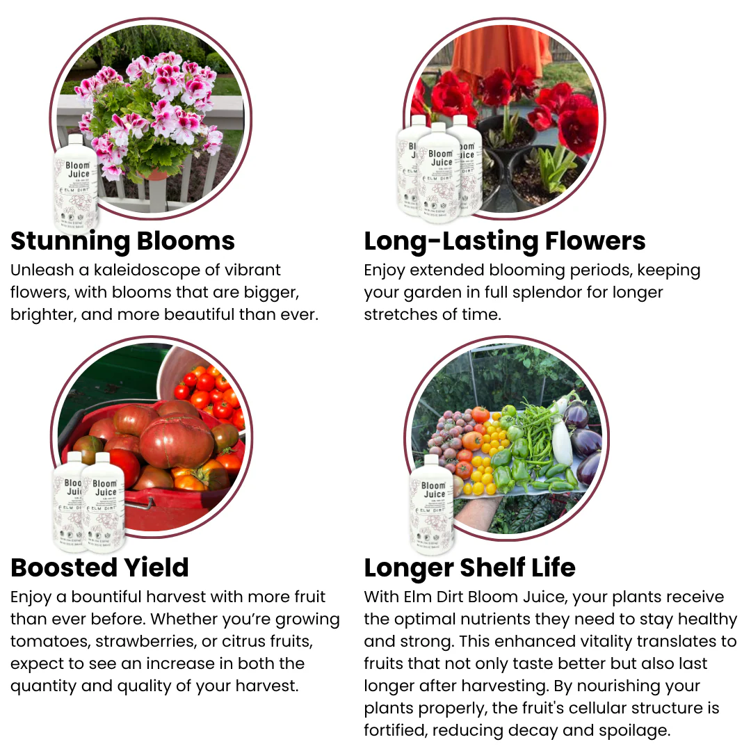 Bloom Juice Award-Winning Formula - Image 7