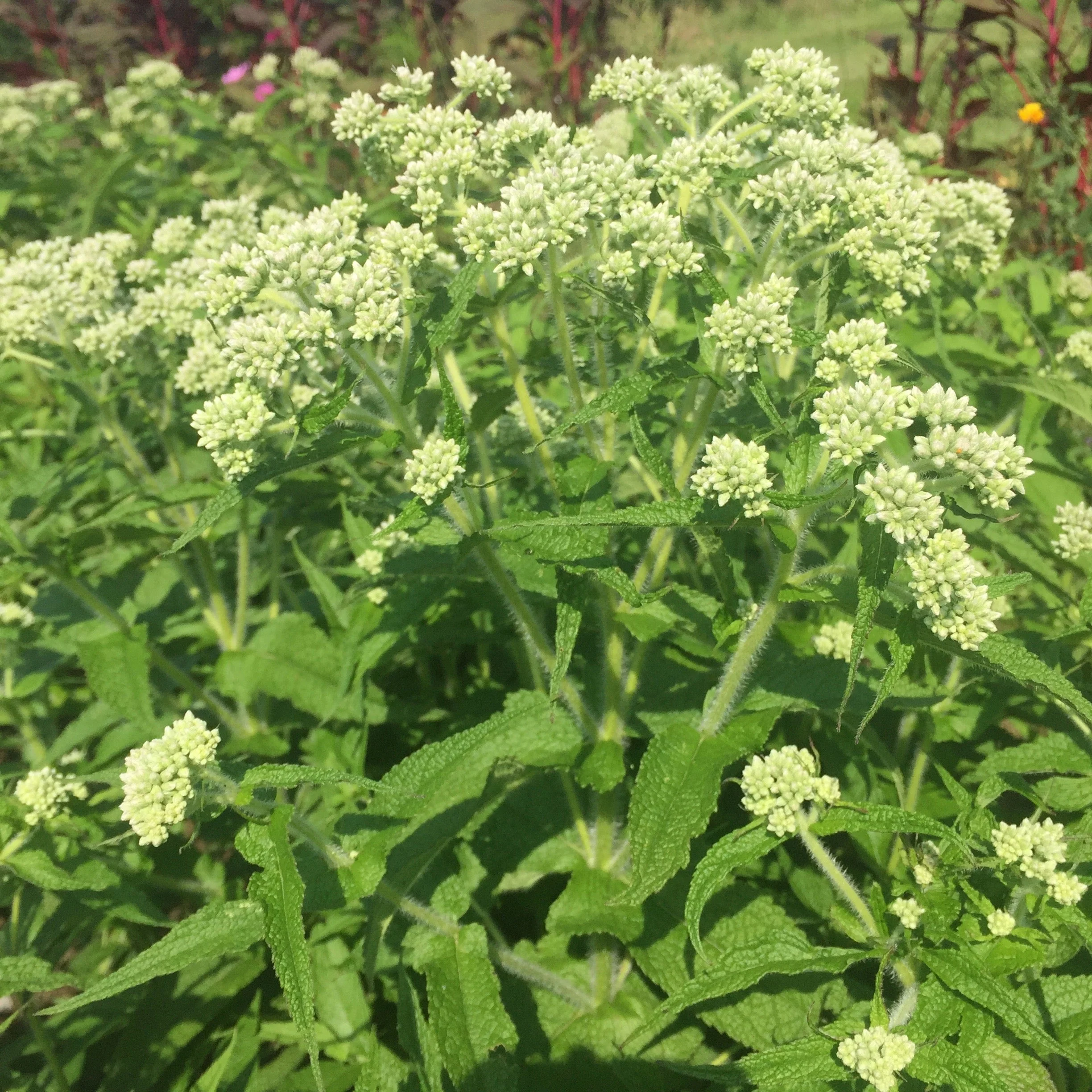 Boneset (Eupatorium perfoliatum) - Image 3