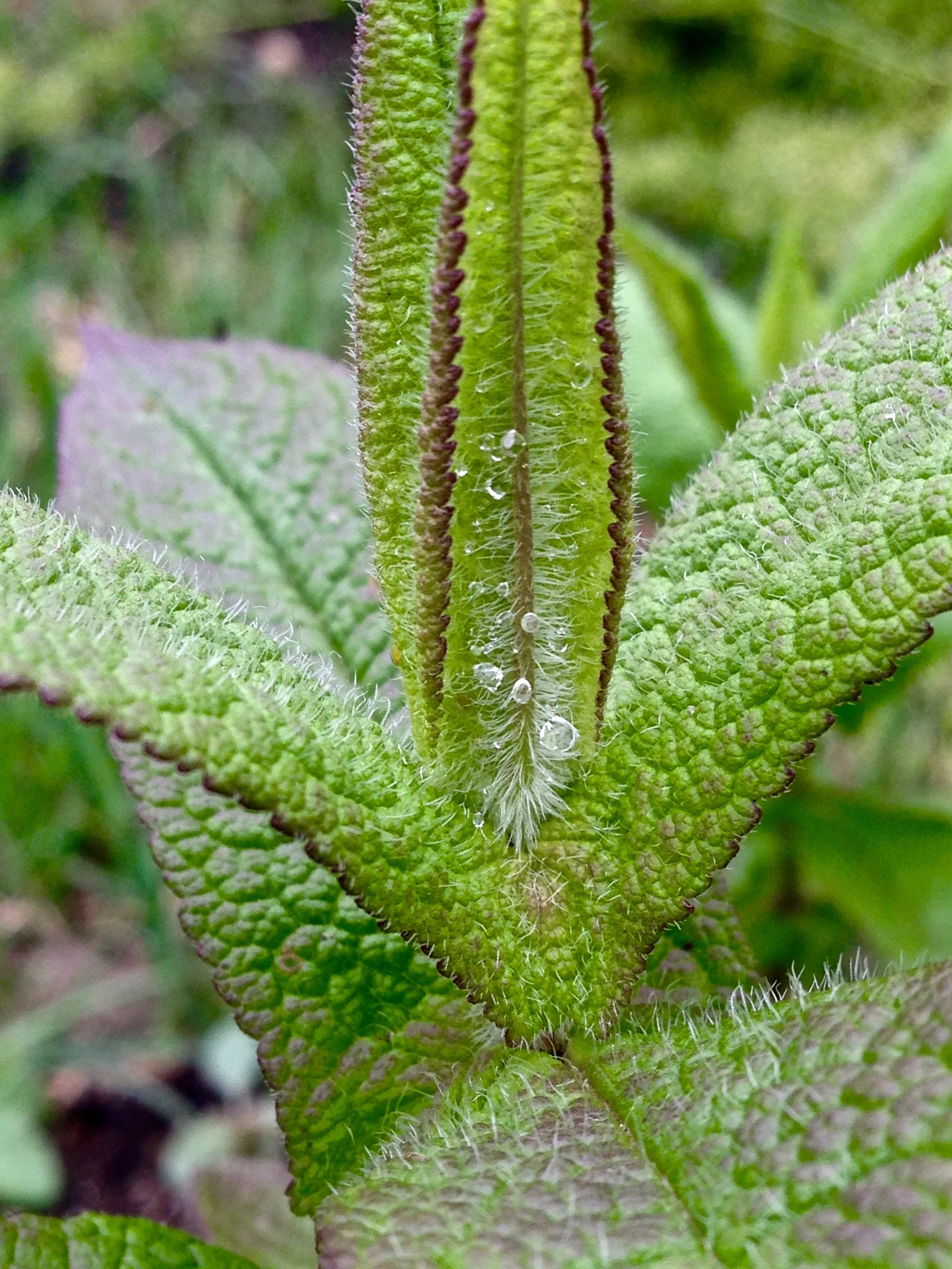 Boneset (Eupatorium perfoliatum) - Image 4