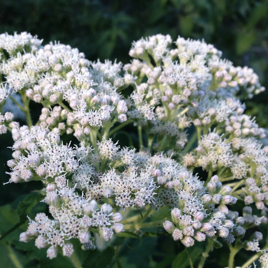 Boneset (Eupatorium perfoliatum) - Image 5