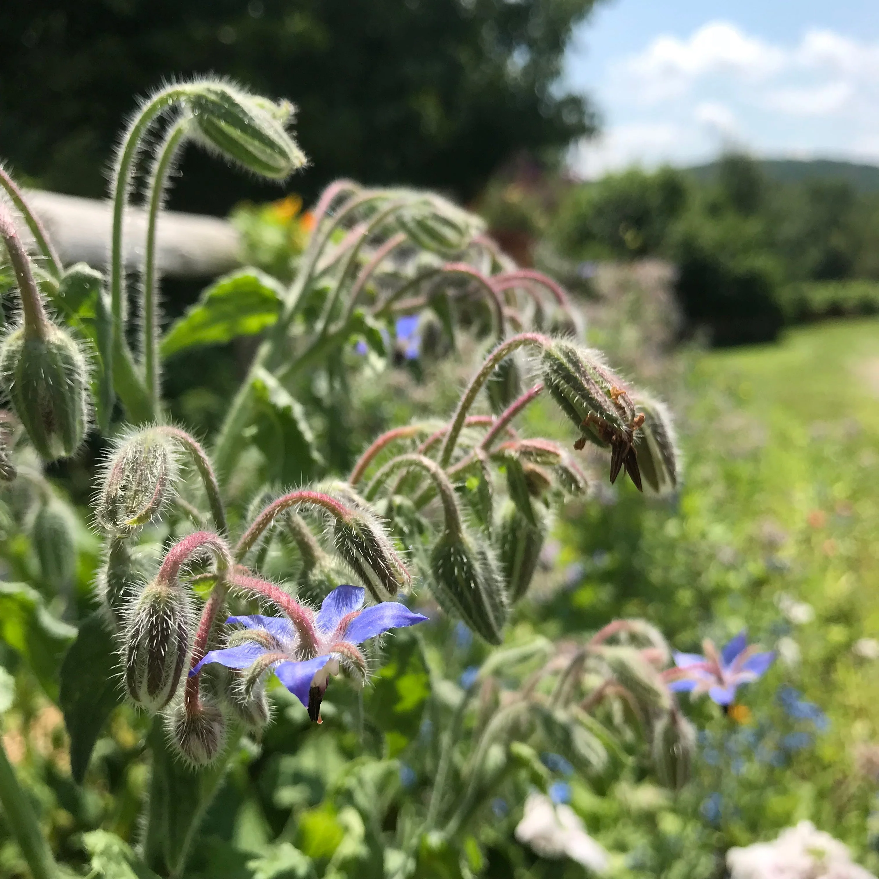 Borage (Borago officinalis) - Image 3