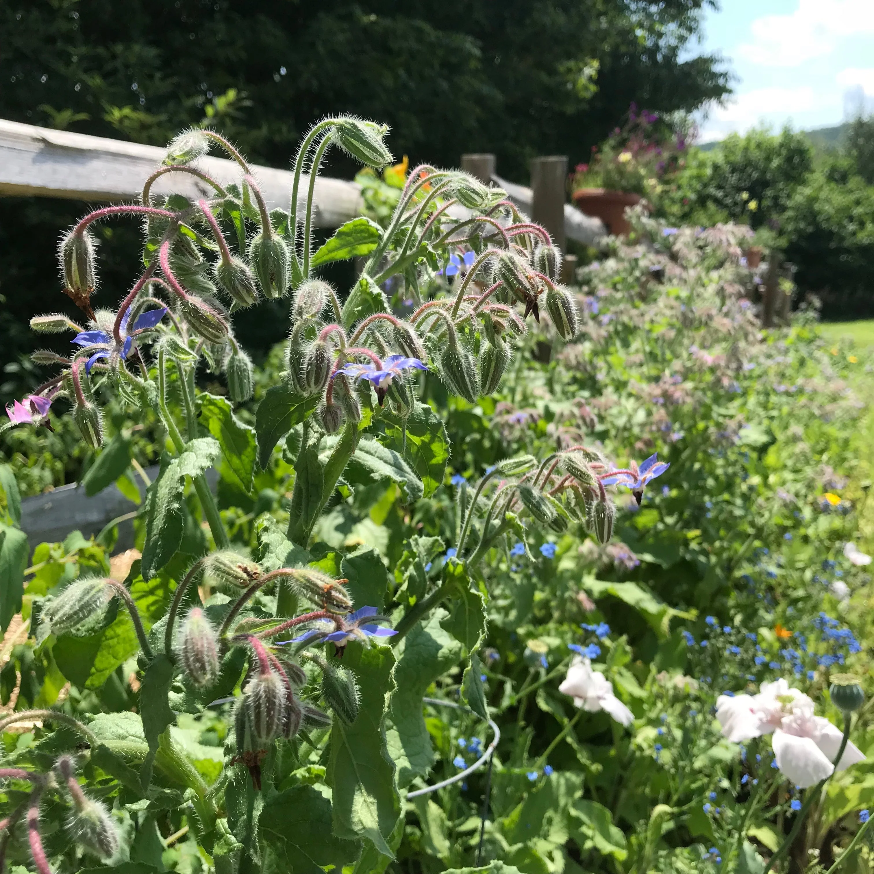 Borage (Borago officinalis) - Image 4