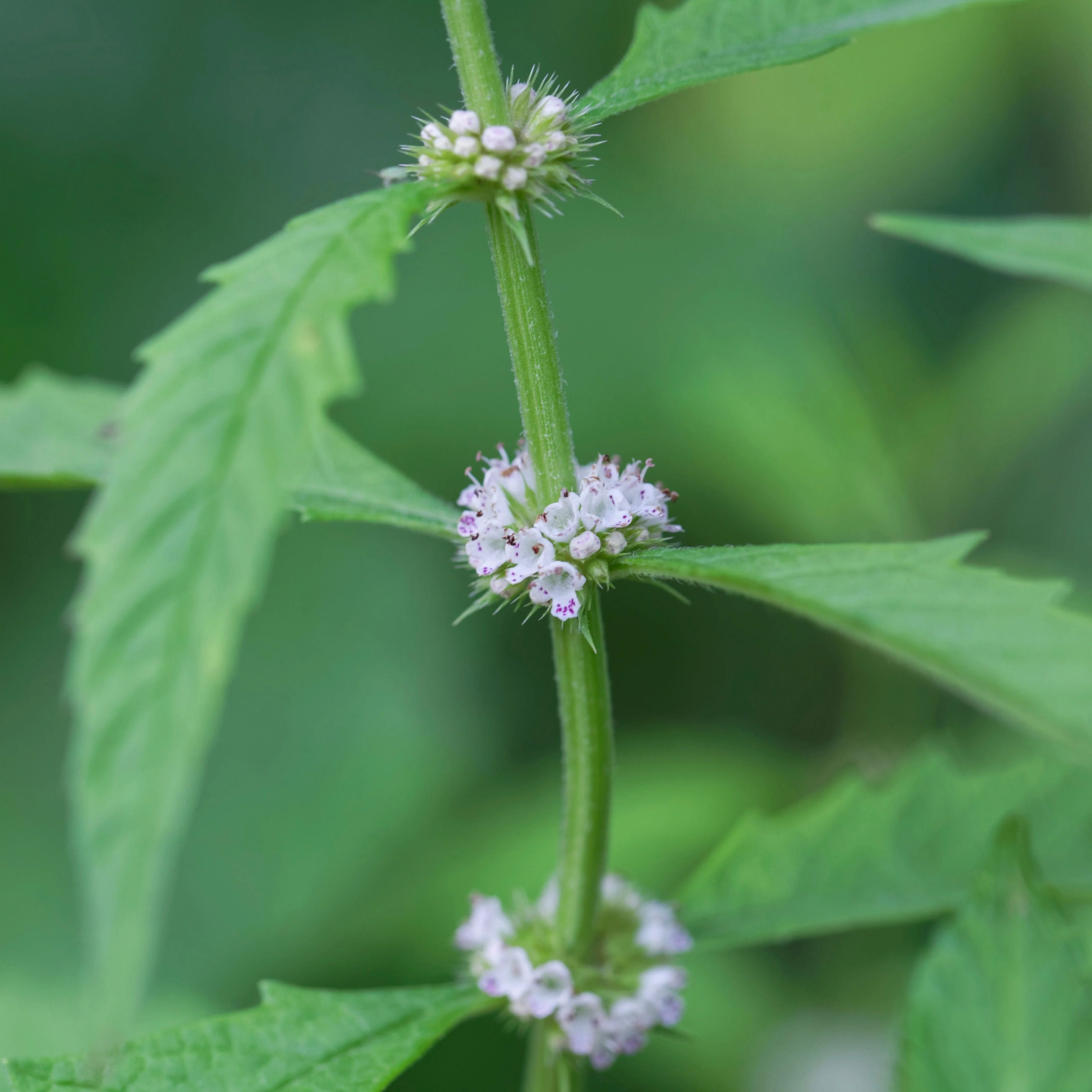 Bugleweed (Lycopus americanus)