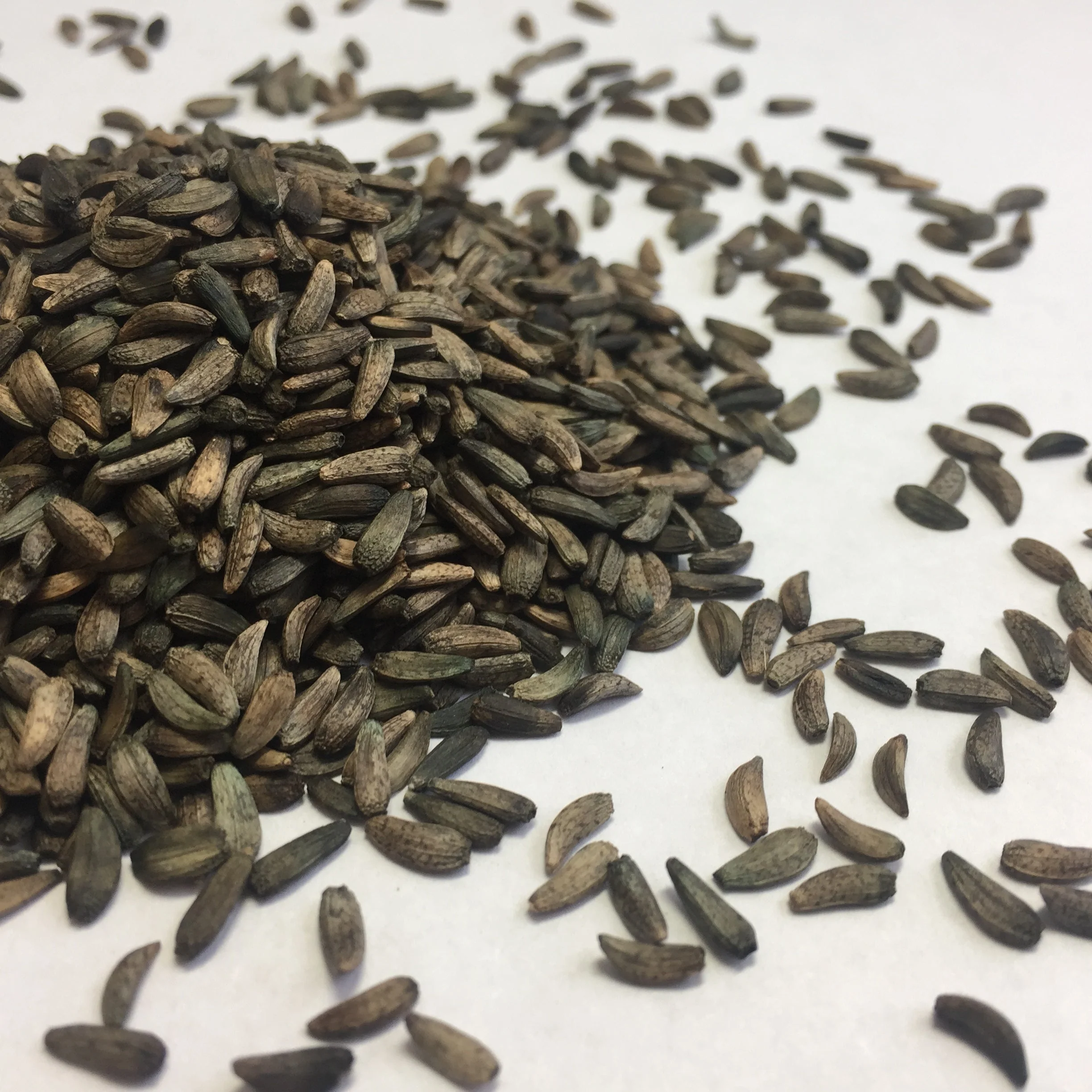 Burdock, Gobo (Arctium lappa) - Image 2