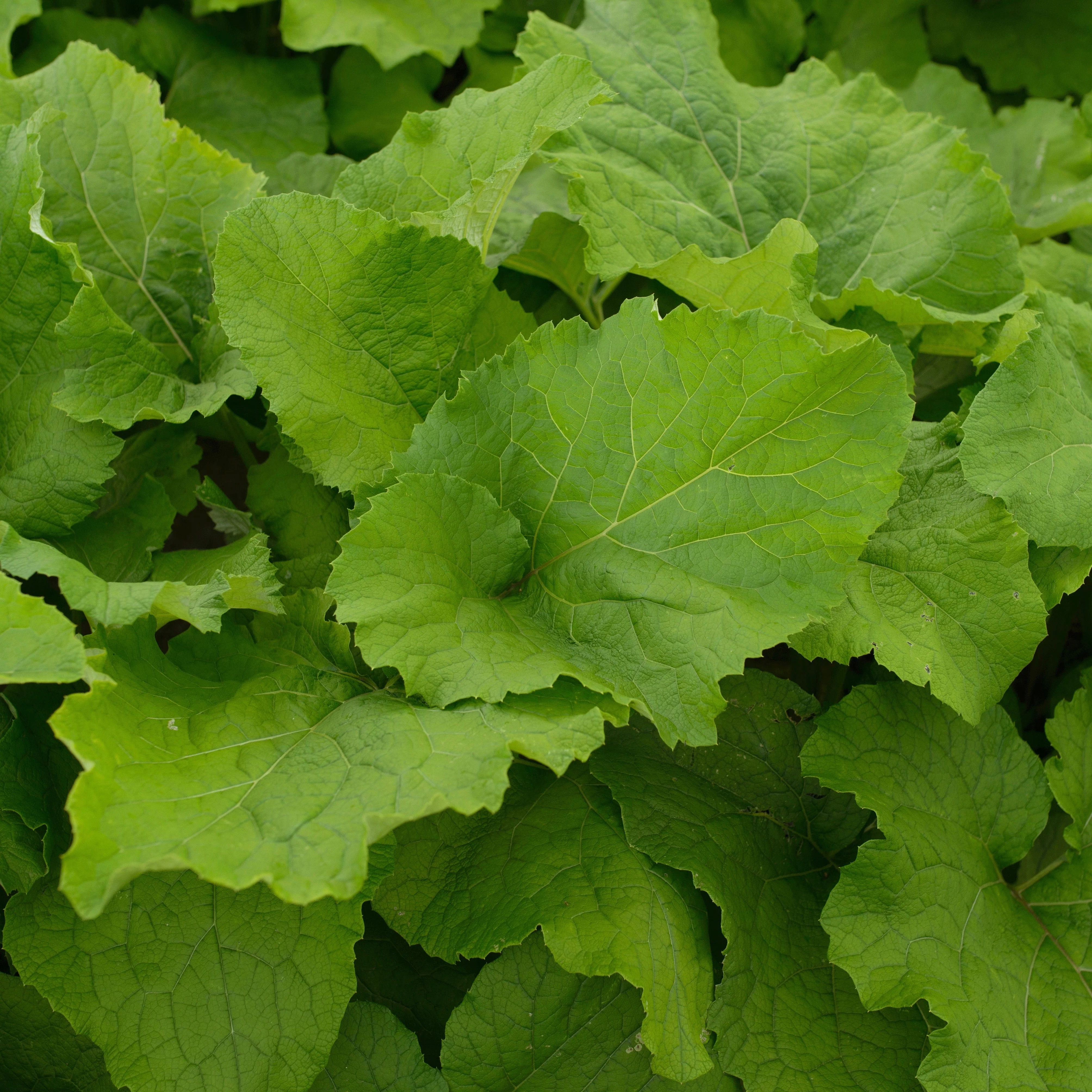 Burdock, Gobo (Arctium lappa) - Image 3