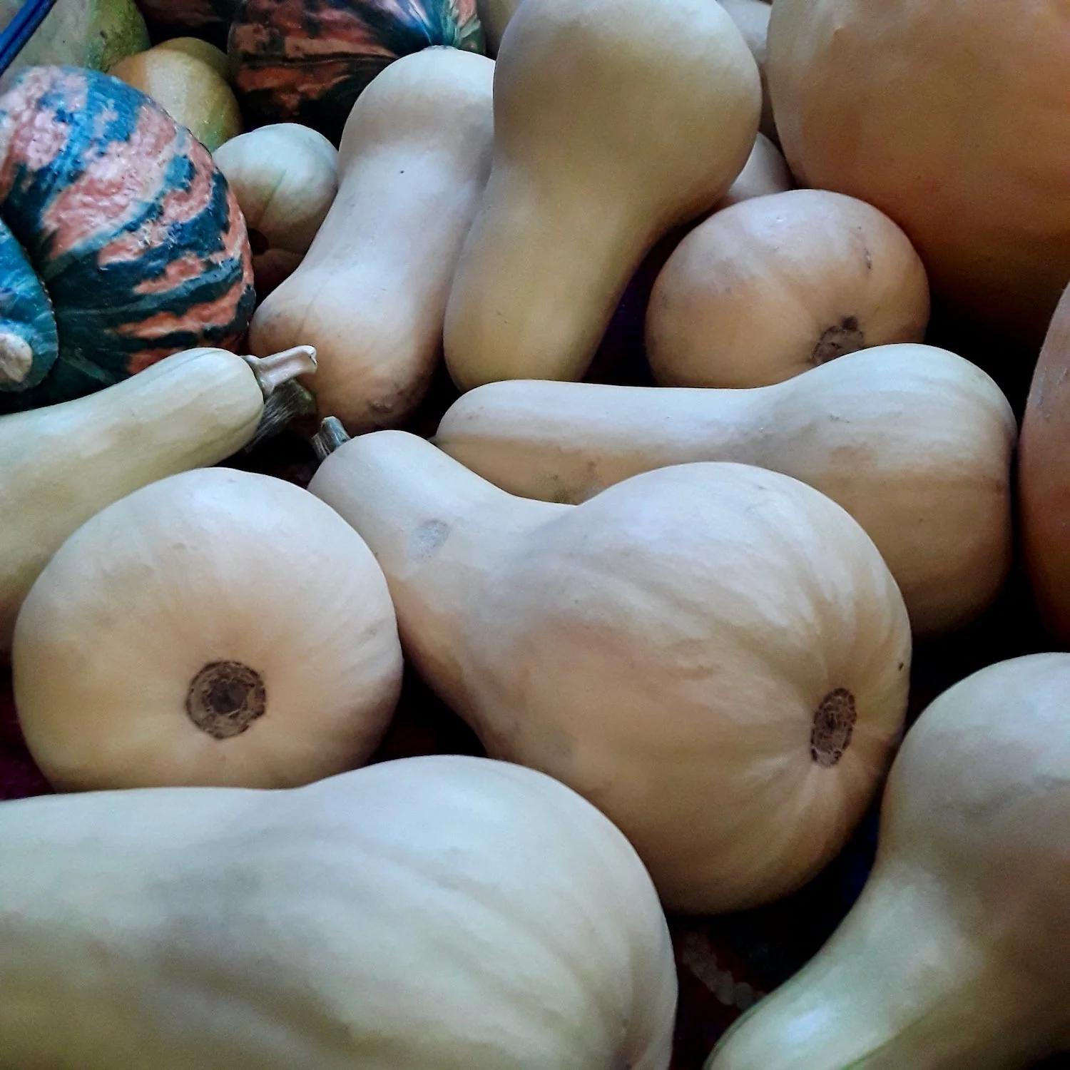 Butternut Squash Landrace