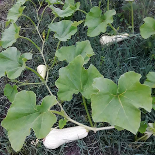 Butternut Squash Landrace - Image 4
