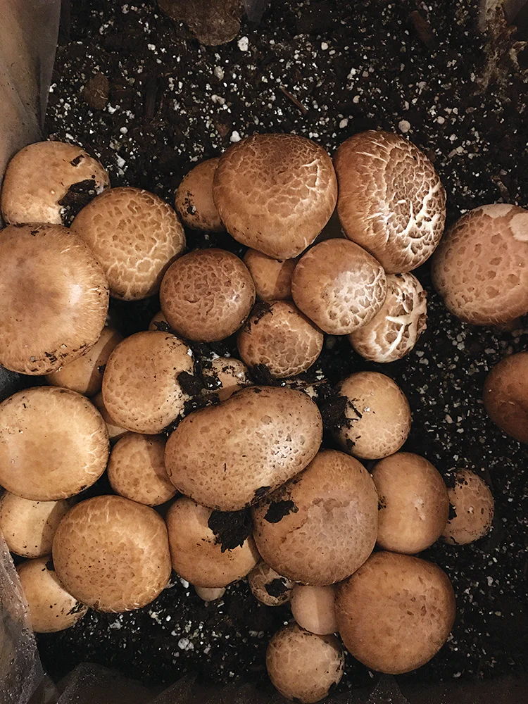 BUTTON MUSHROOM FRUITING KIT - Image 2