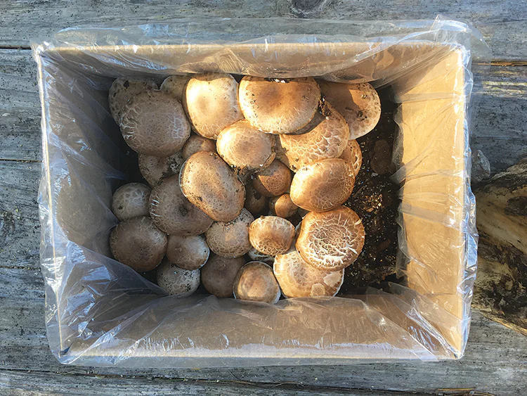 BUTTON MUSHROOM FRUITING KIT - Image 3