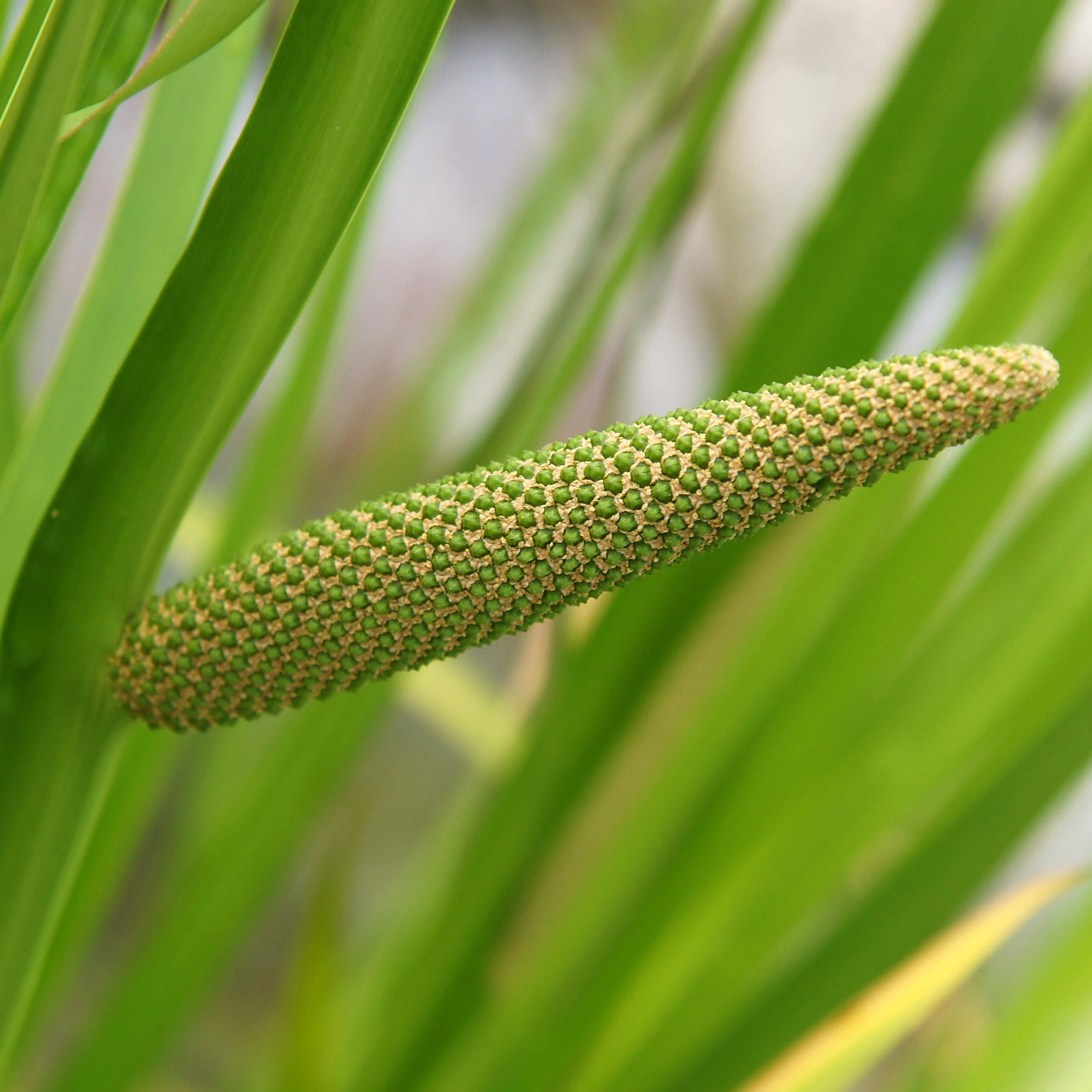 Calamus aka Sweet Flag (Acorus americanus) - Image 2