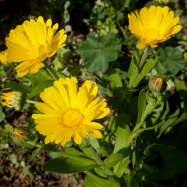 Calendula Mix - Image 2