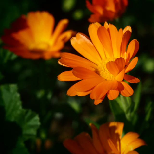 Calendula Mix - Image 3