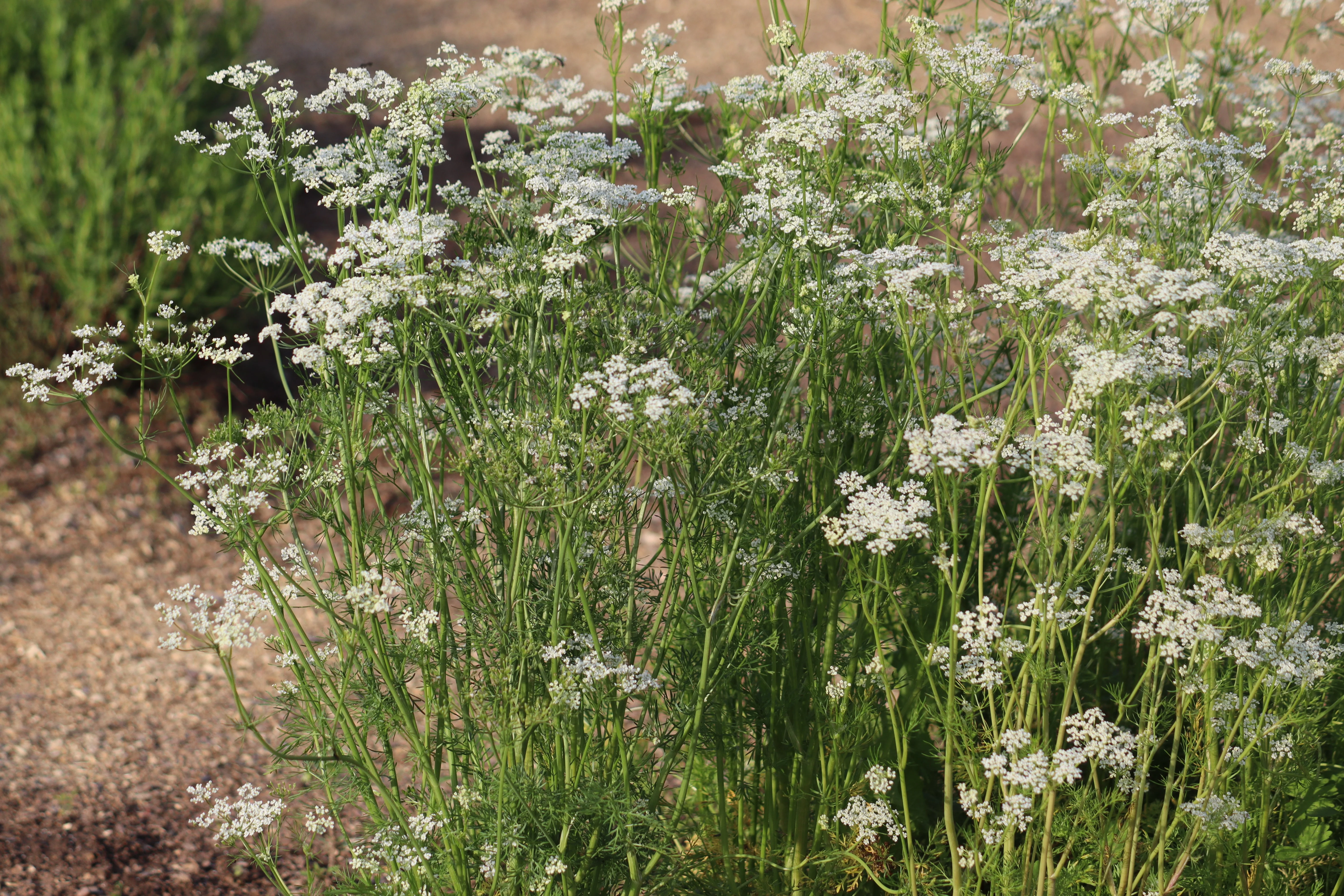 Caraway (Carum carvi) - Image 2