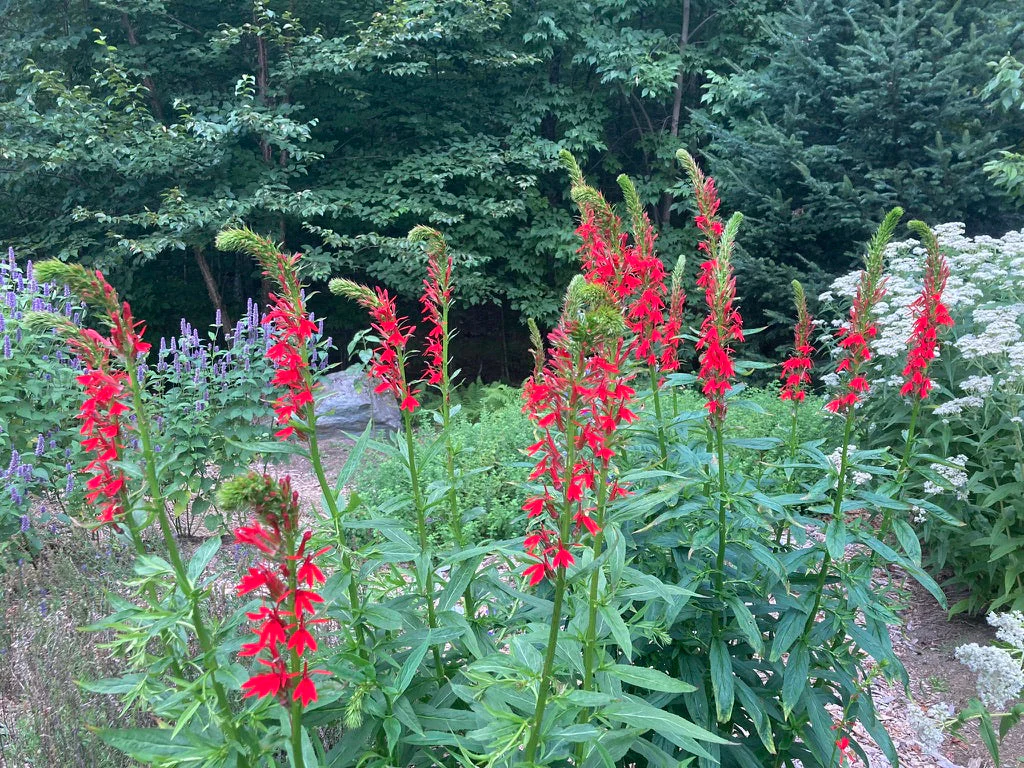 Cardinal Flower (Lobelia cardinalis) - Image 3