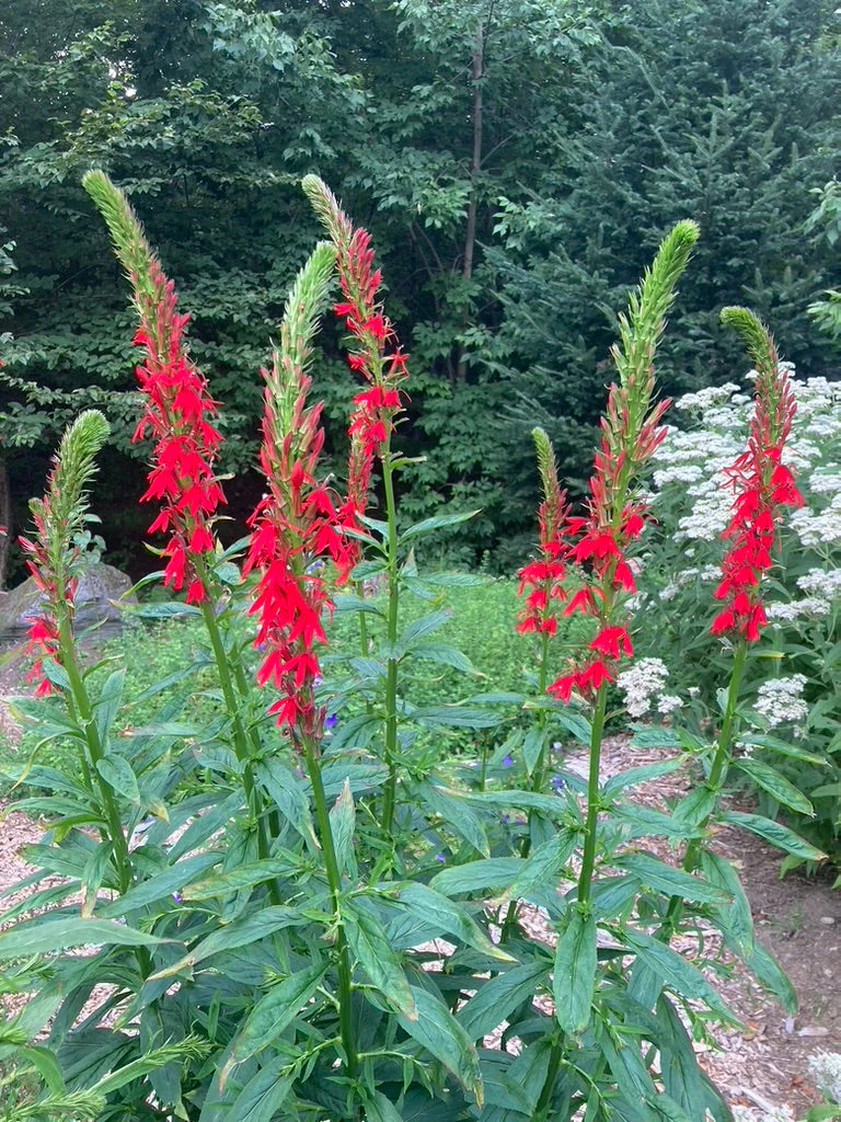 Cardinal Flower (Lobelia cardinalis) - Image 4