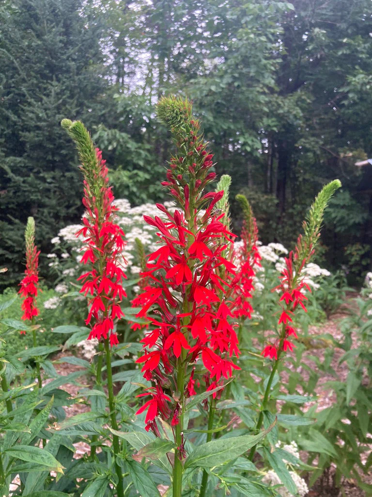 Cardinal Flower (Lobelia cardinalis) - Image 5