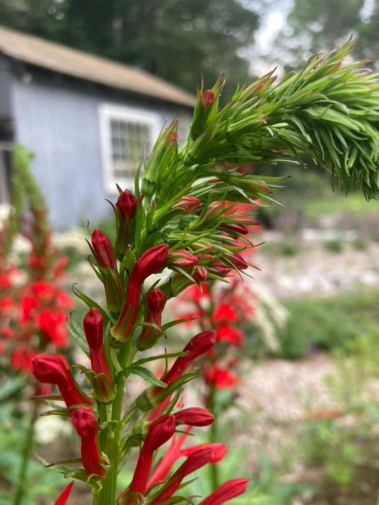 Cardinal Flower (Lobelia cardinalis) - Image 7