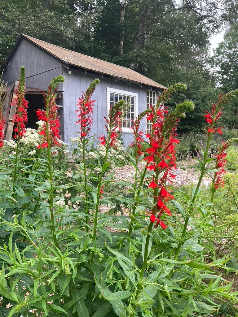 Cardinal Flower (Lobelia cardinalis) - Image 9