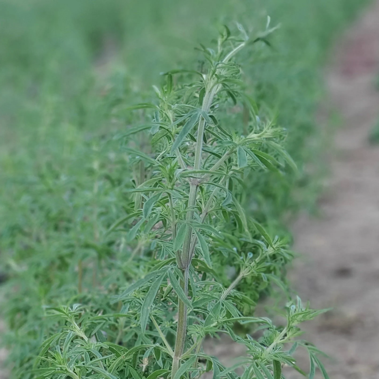 Catnip, Japanese aka Jing Jie (Nepeta tenuifolia)