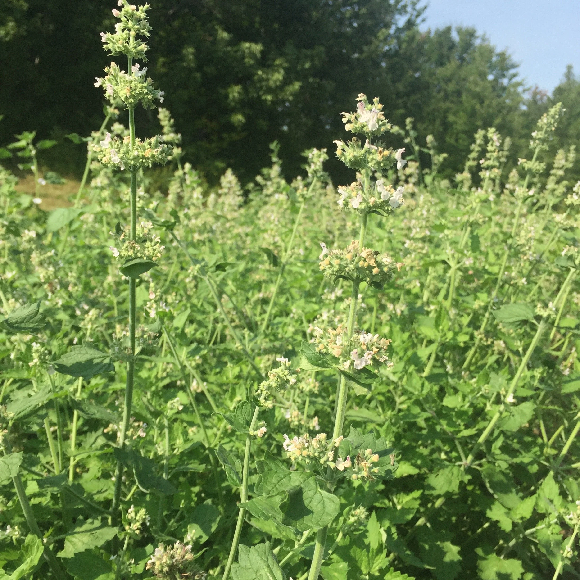 Catnip, Official (Nepeta cataria) - Image 3