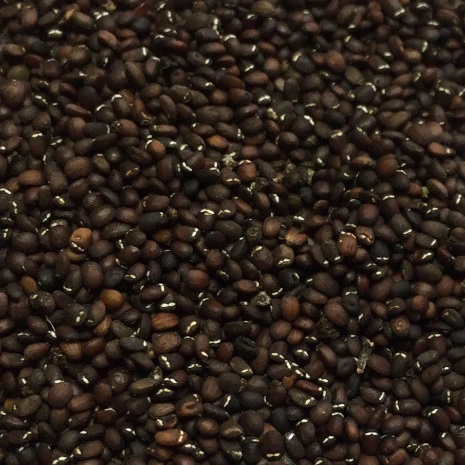Catnip, Official (Nepeta cataria) - Image 4