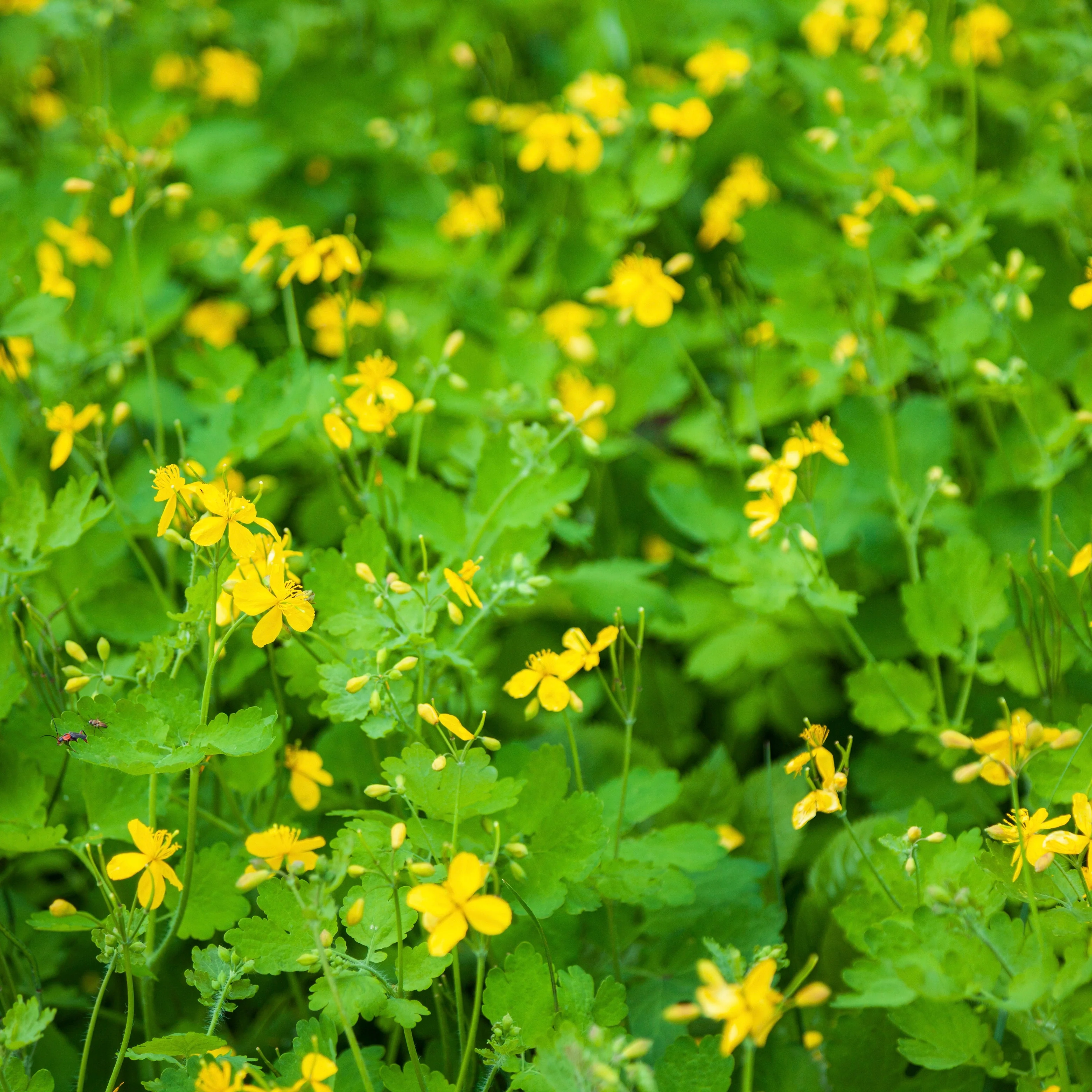 Celandine (Chelidonium majus) - Image 3