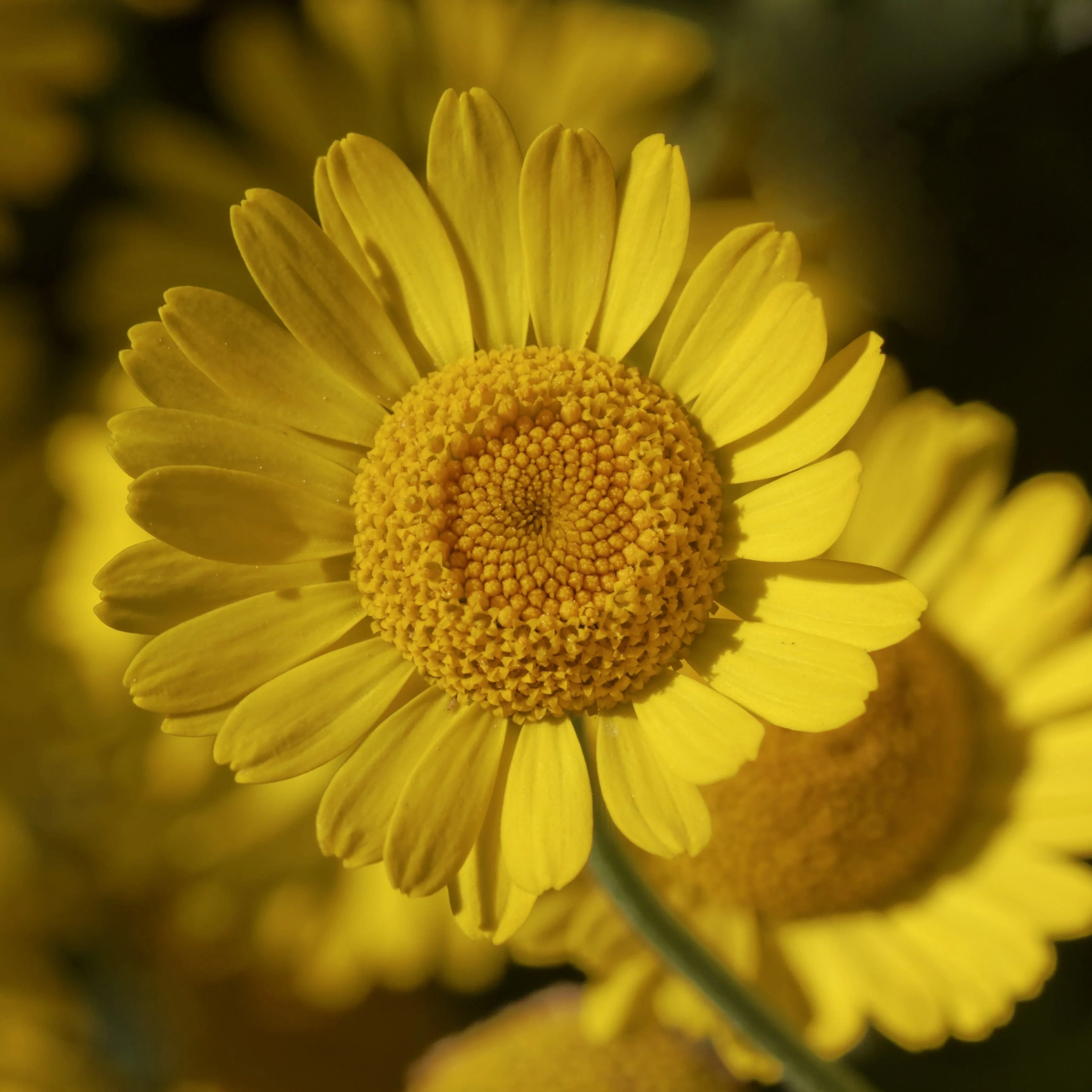 Chamomile, Dyer's (Anthemis tinctora) - Image 3
