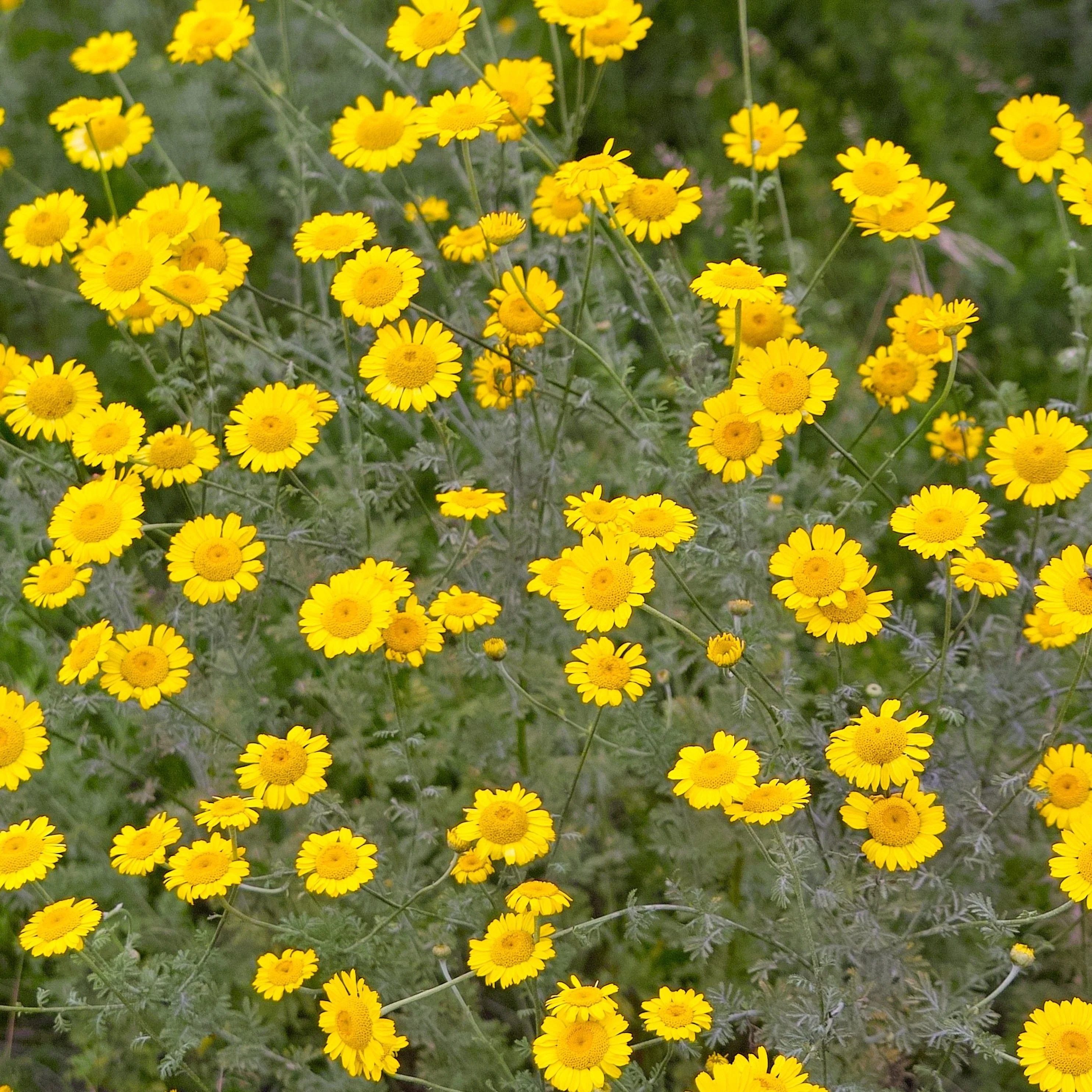 Chamomile, Dyer's (Anthemis tinctora) - Image 4