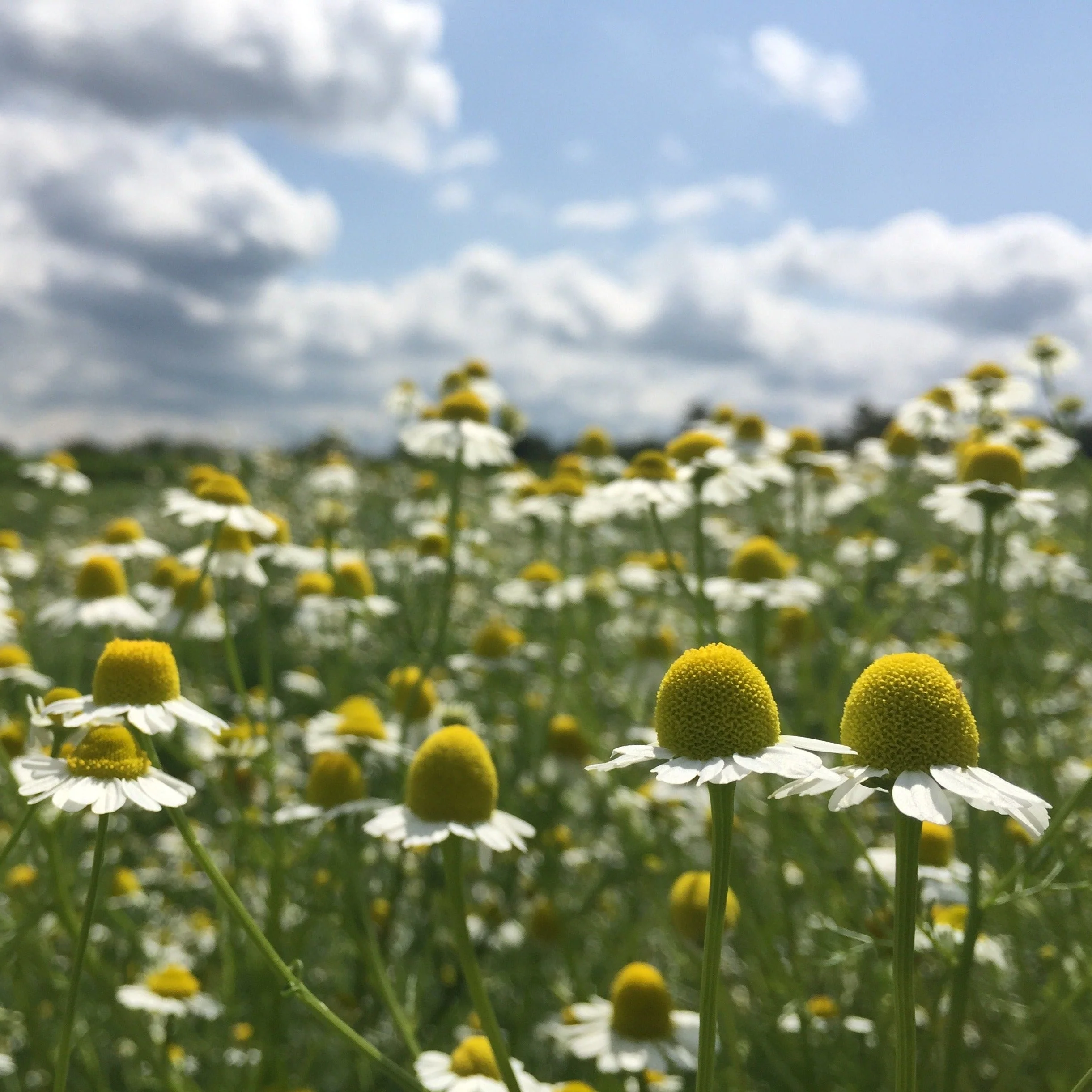Chamomile, German (Matricaria recutita) - Image 3