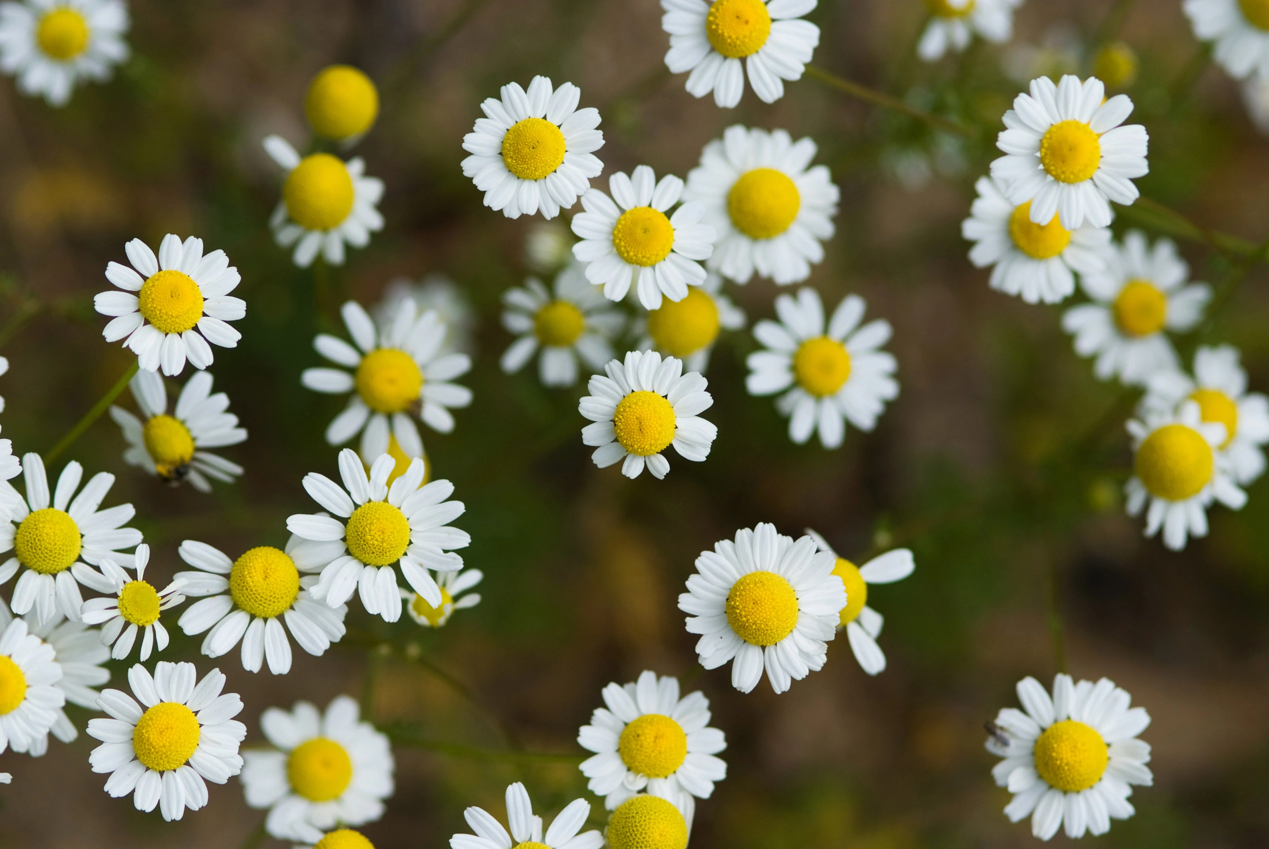 Chamomile, Roman (Chamaemelum nobile) - Image 3