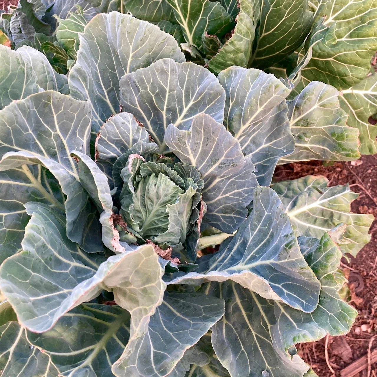 Champion Collards - Image 2