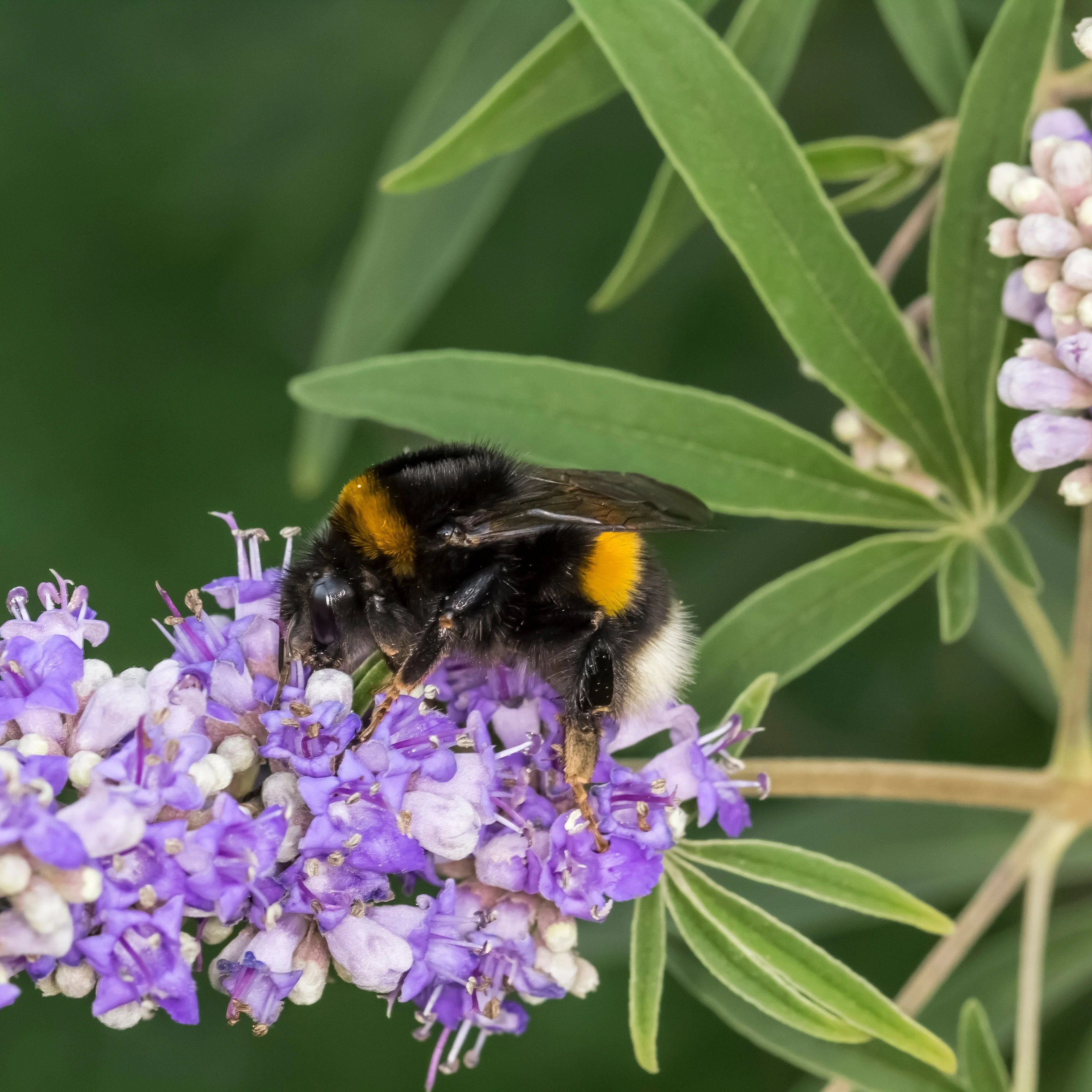 Chaste Tree aka Vitex (Vitex agnus-castus)