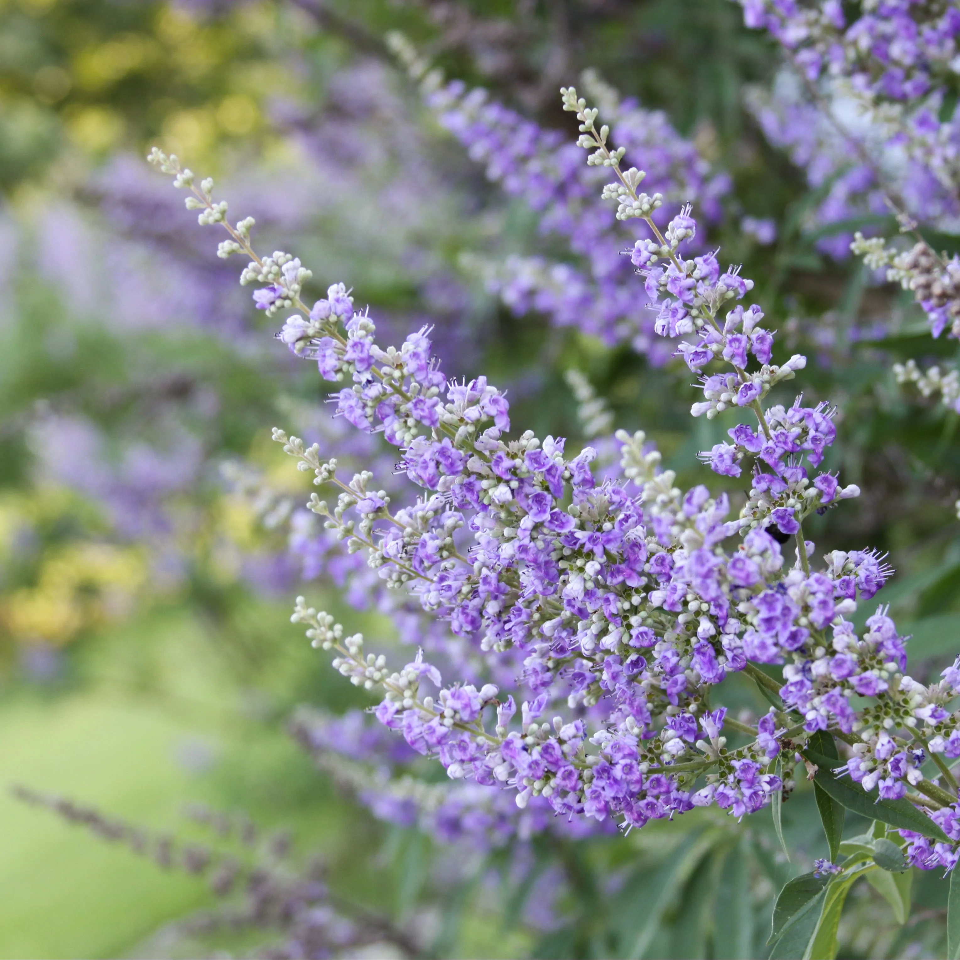 Chaste Tree aka Vitex (Vitex agnus-castus) - Image 2