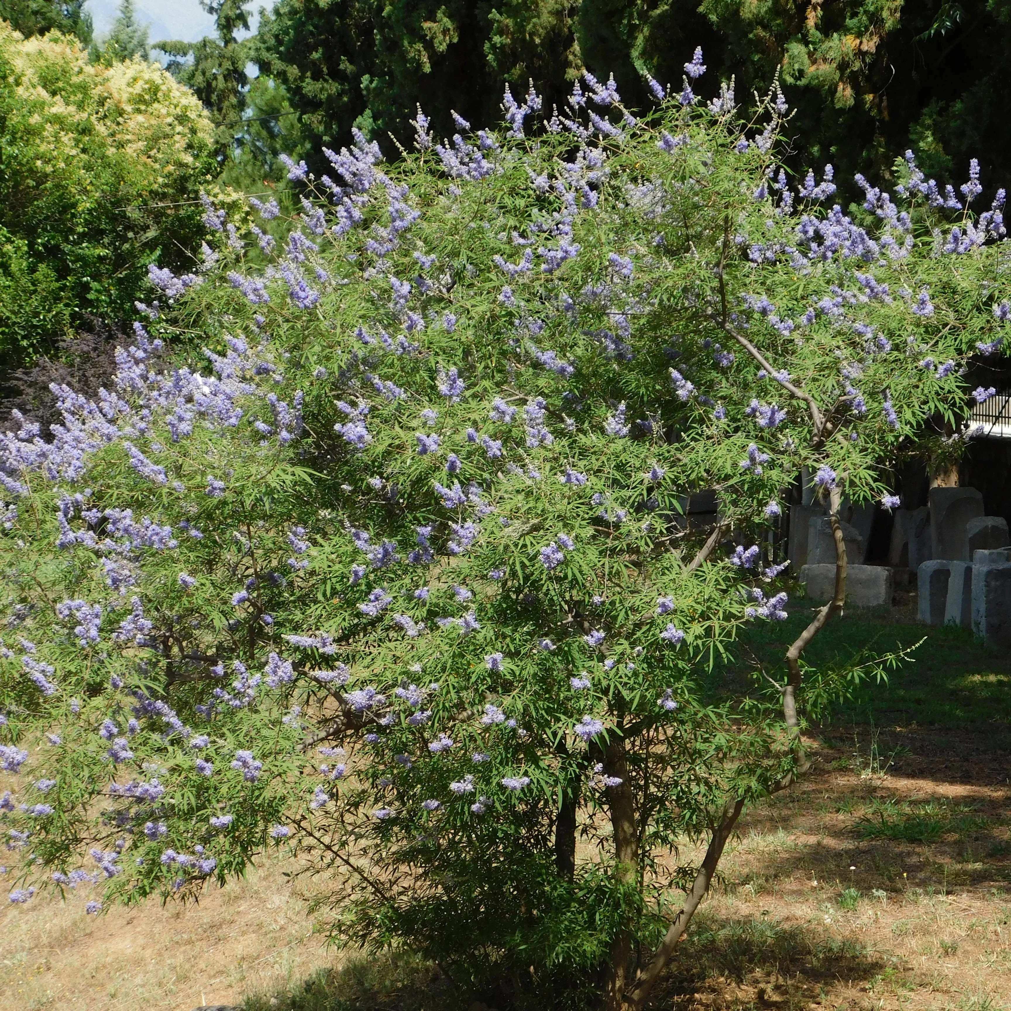 Chaste Tree aka Vitex (Vitex agnus-castus) - Image 3